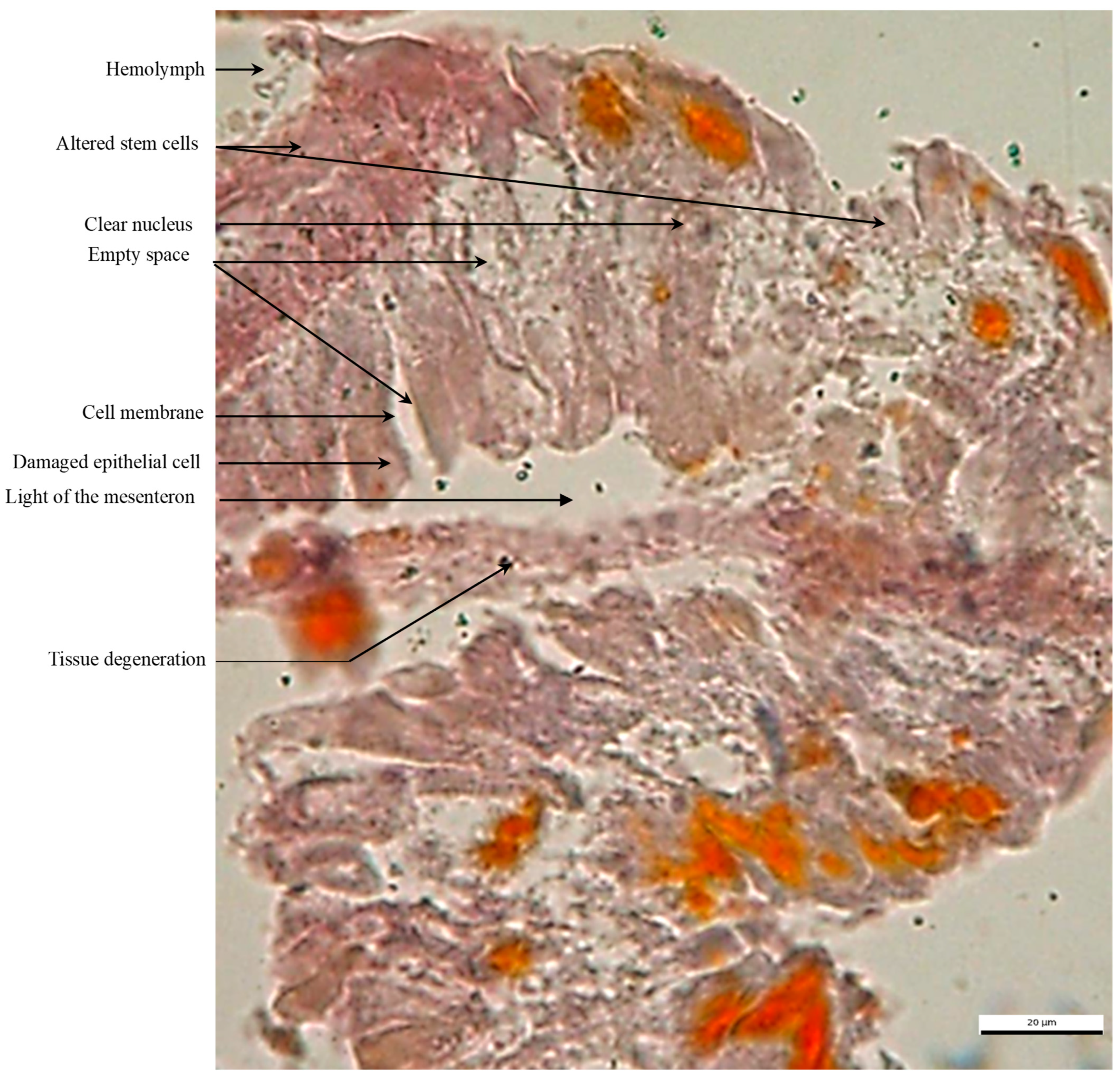 Ecologies 07 00046 g005
