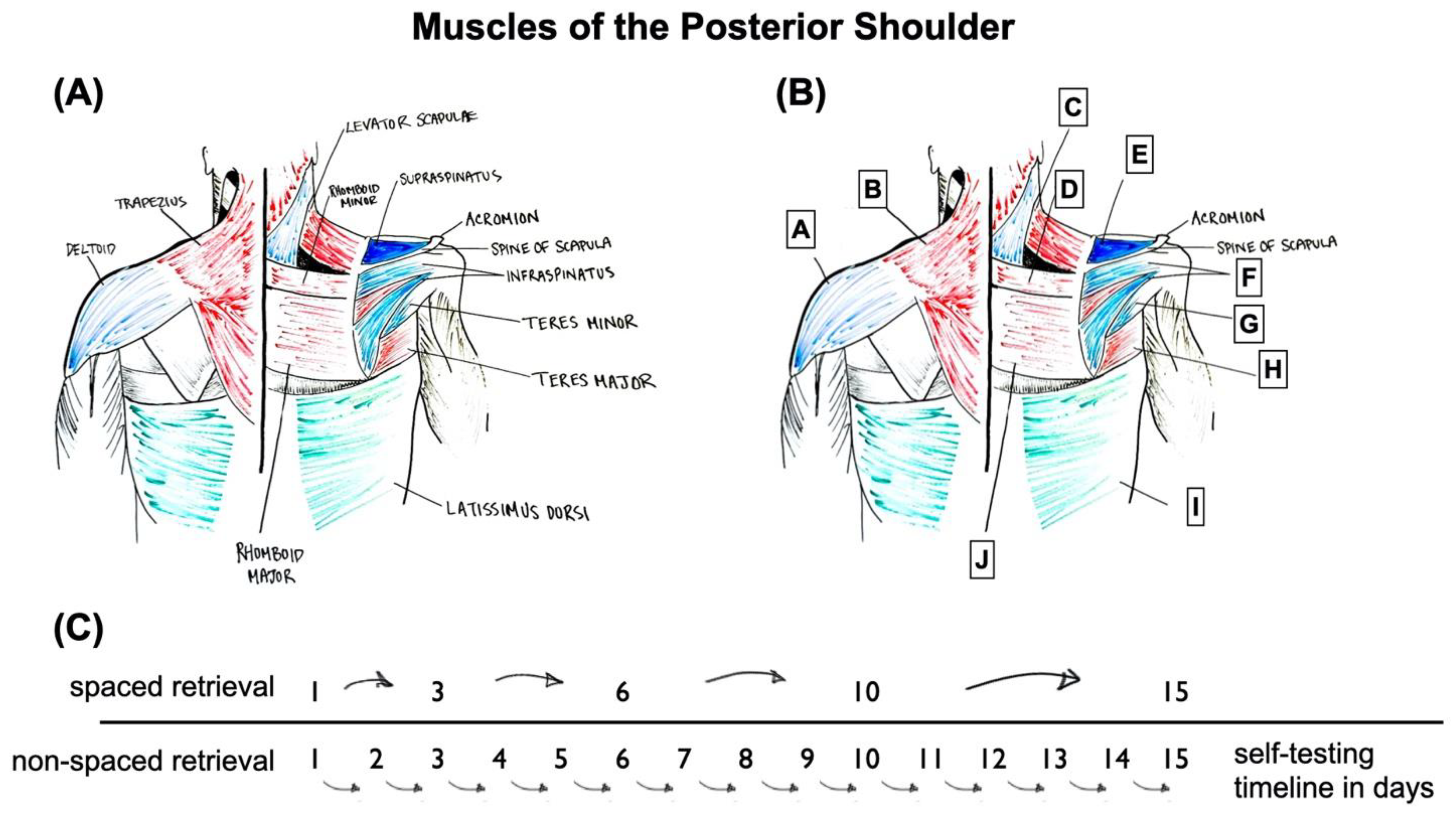 Education 11 00090 g001 Education 11 00090 g001