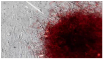 Education 11 00786 i005 Education 11 00786 i005