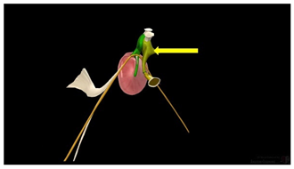 Education 15 01267 i021