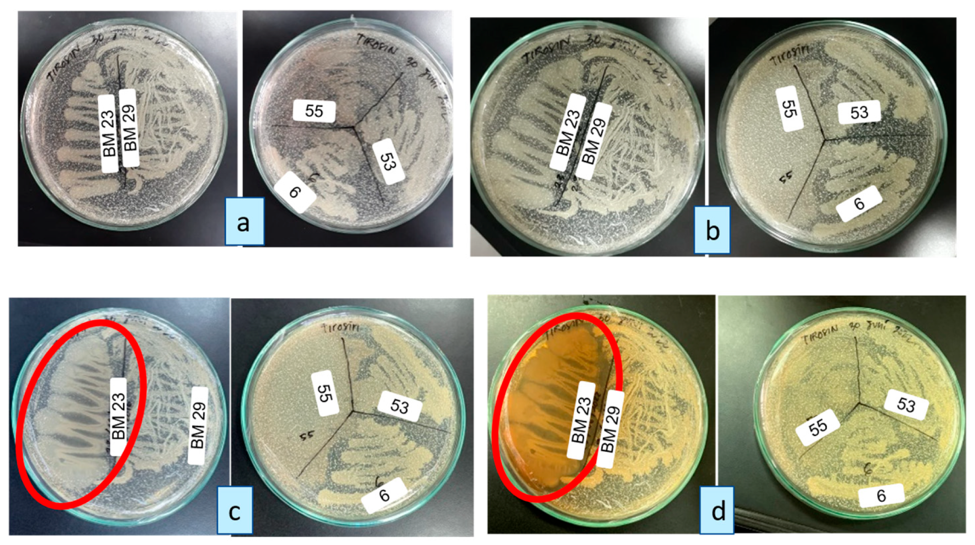 Electrochem 05 00034 g003