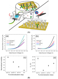 Electronics Free Full Text Electrolytic Gated Organic Field Effect Transistors For Application In Biosensors A Review Html