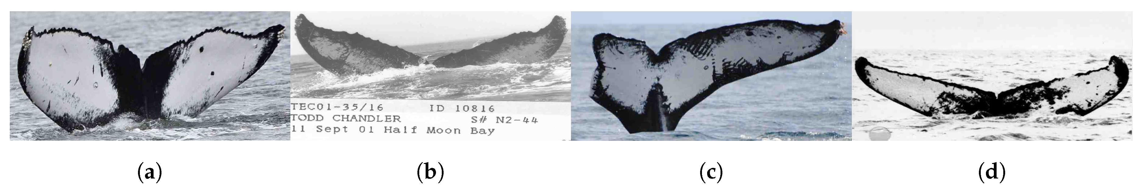 Electronics 09 00731 g005