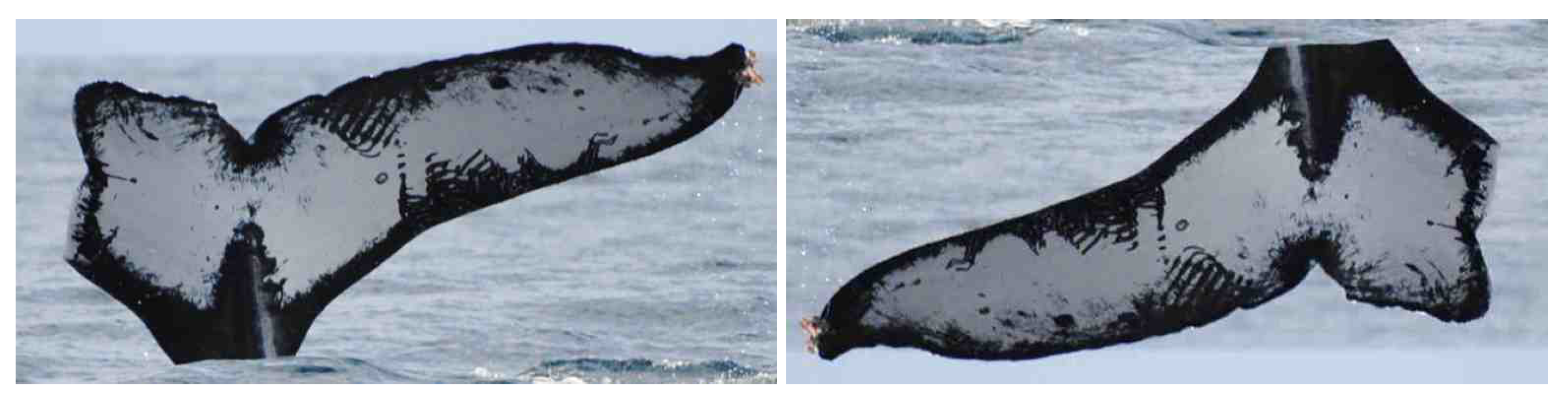 Electronics 09 00731 g009