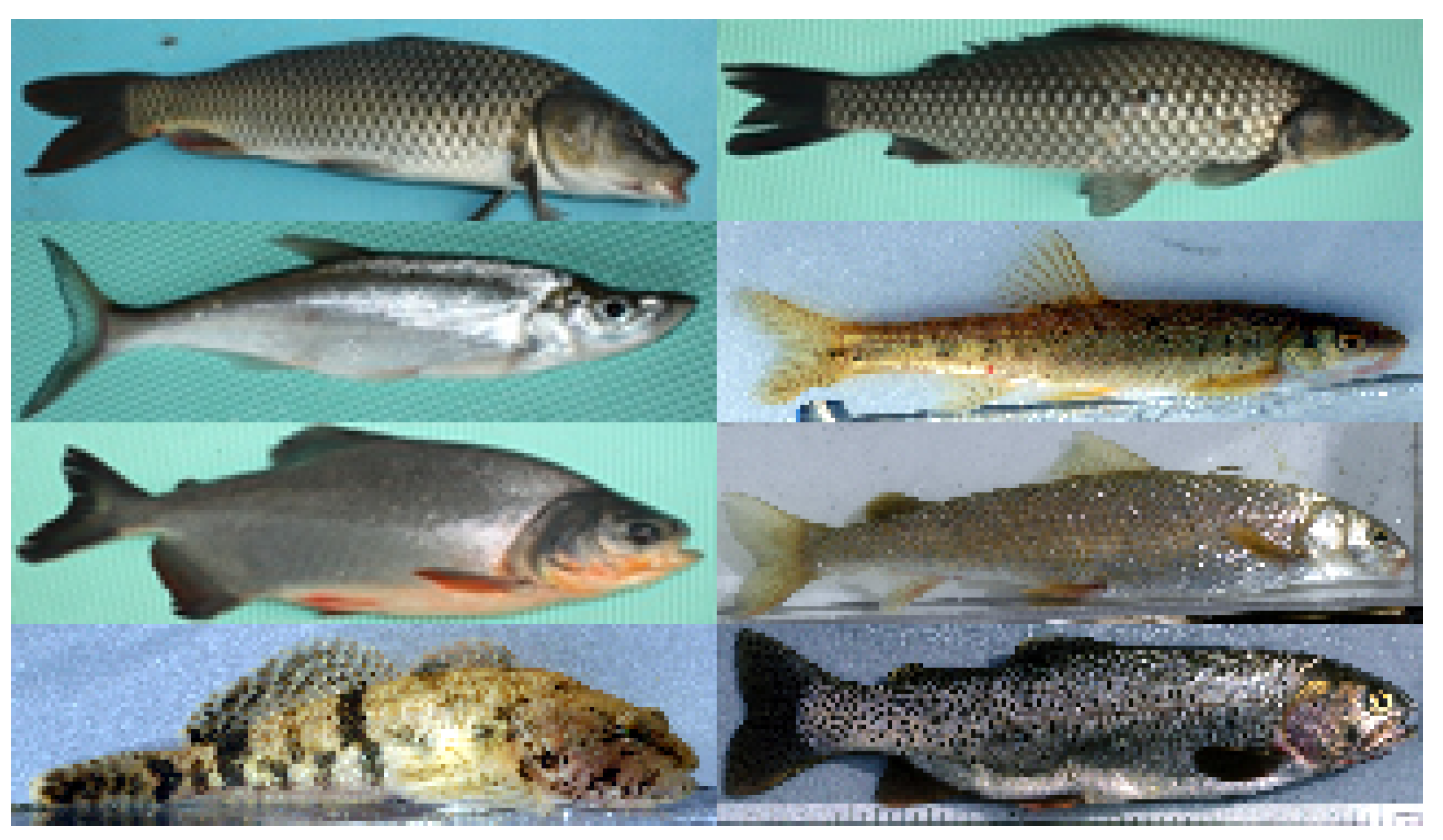 Electronics 10 01511 g008