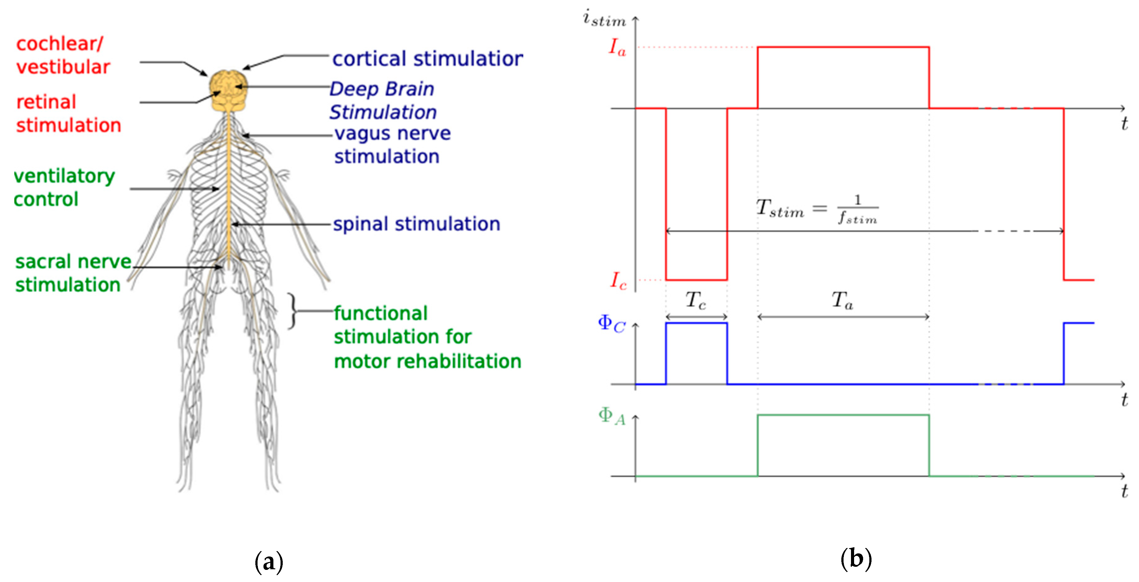 a Neurophysiological mechanisms of electrical stimulation of muscles