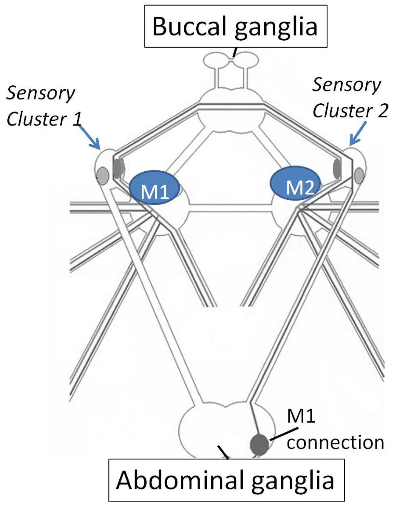 Electronics 11 00707 g003