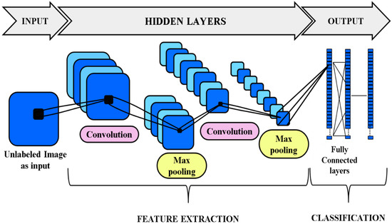 14+ Cell Diagram Unlabeled