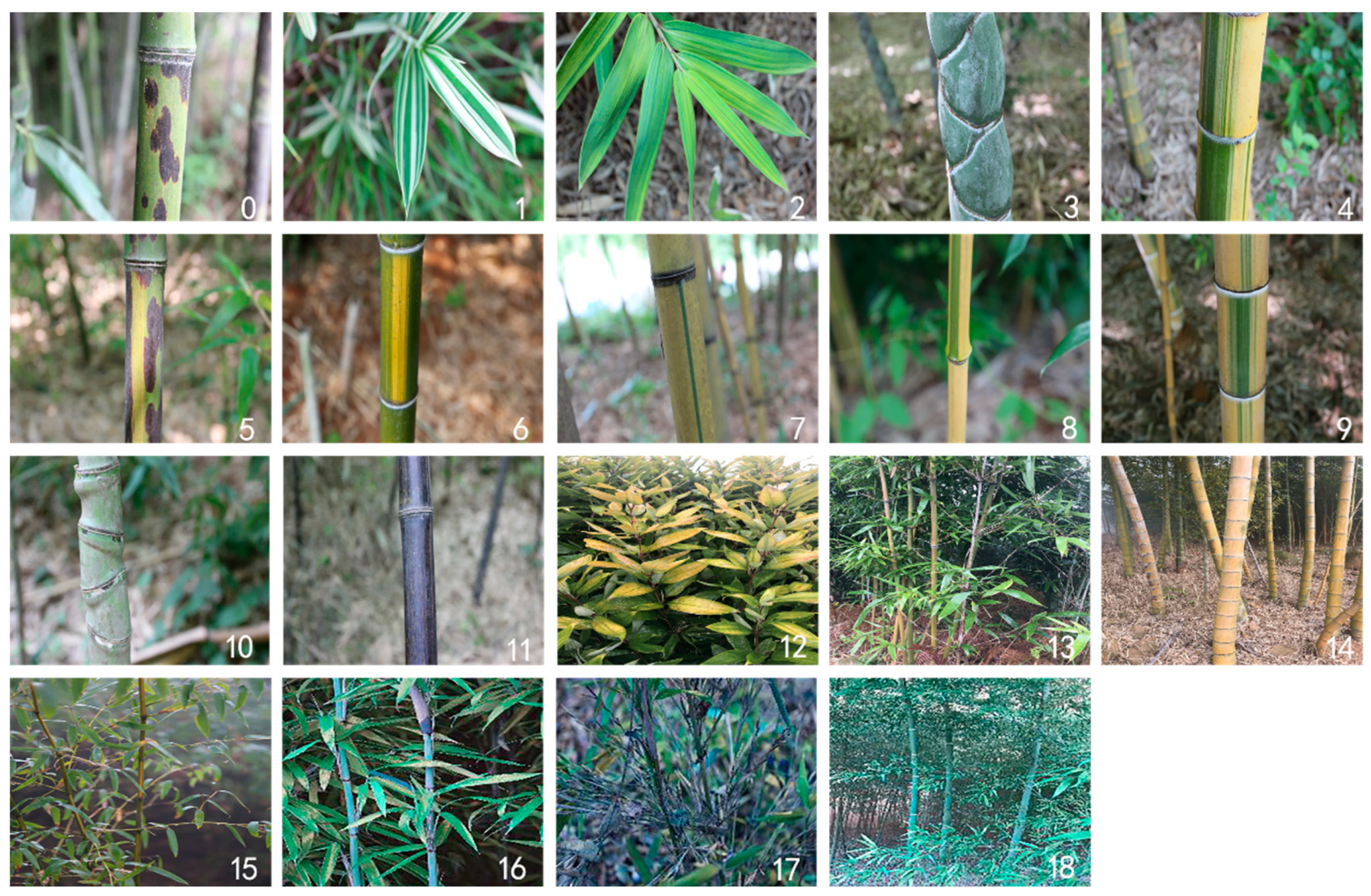 Electronics 12 01055 g001