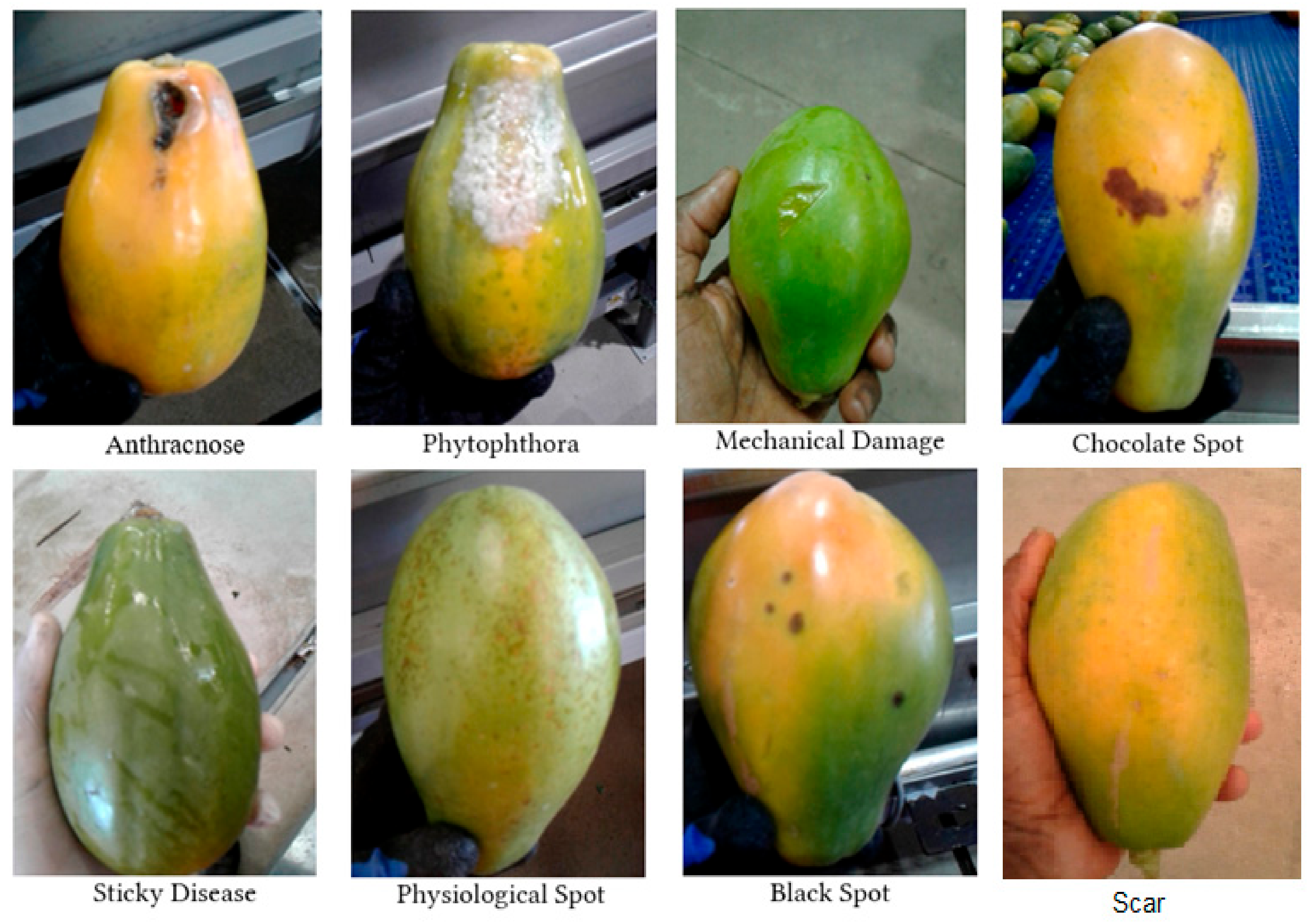 Electronics Free FullText YoloPapaya A Papaya Fruit Disease