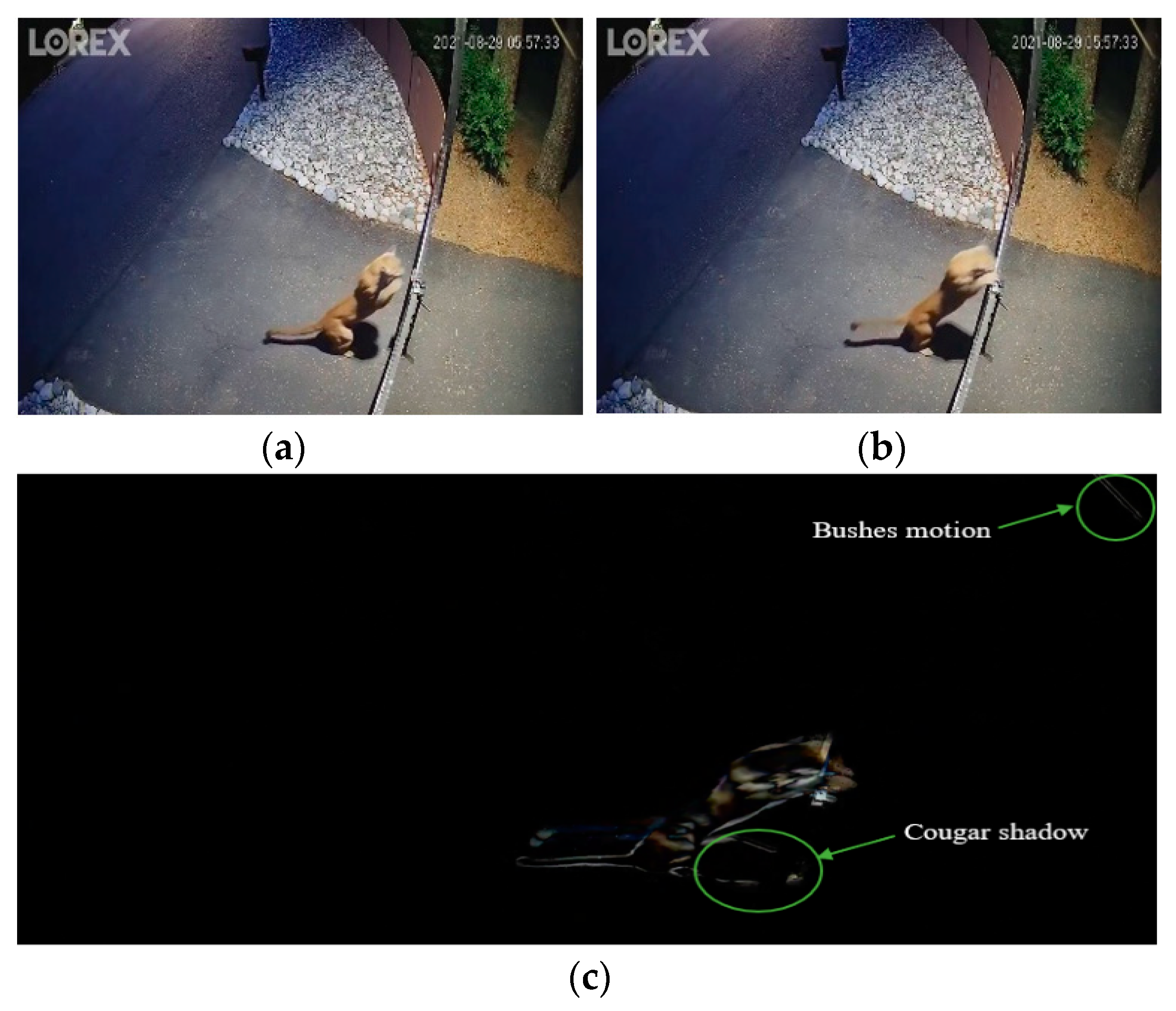 Electronics | Free Full-Text | MCFP-YOLO Animal Species Detector for ...