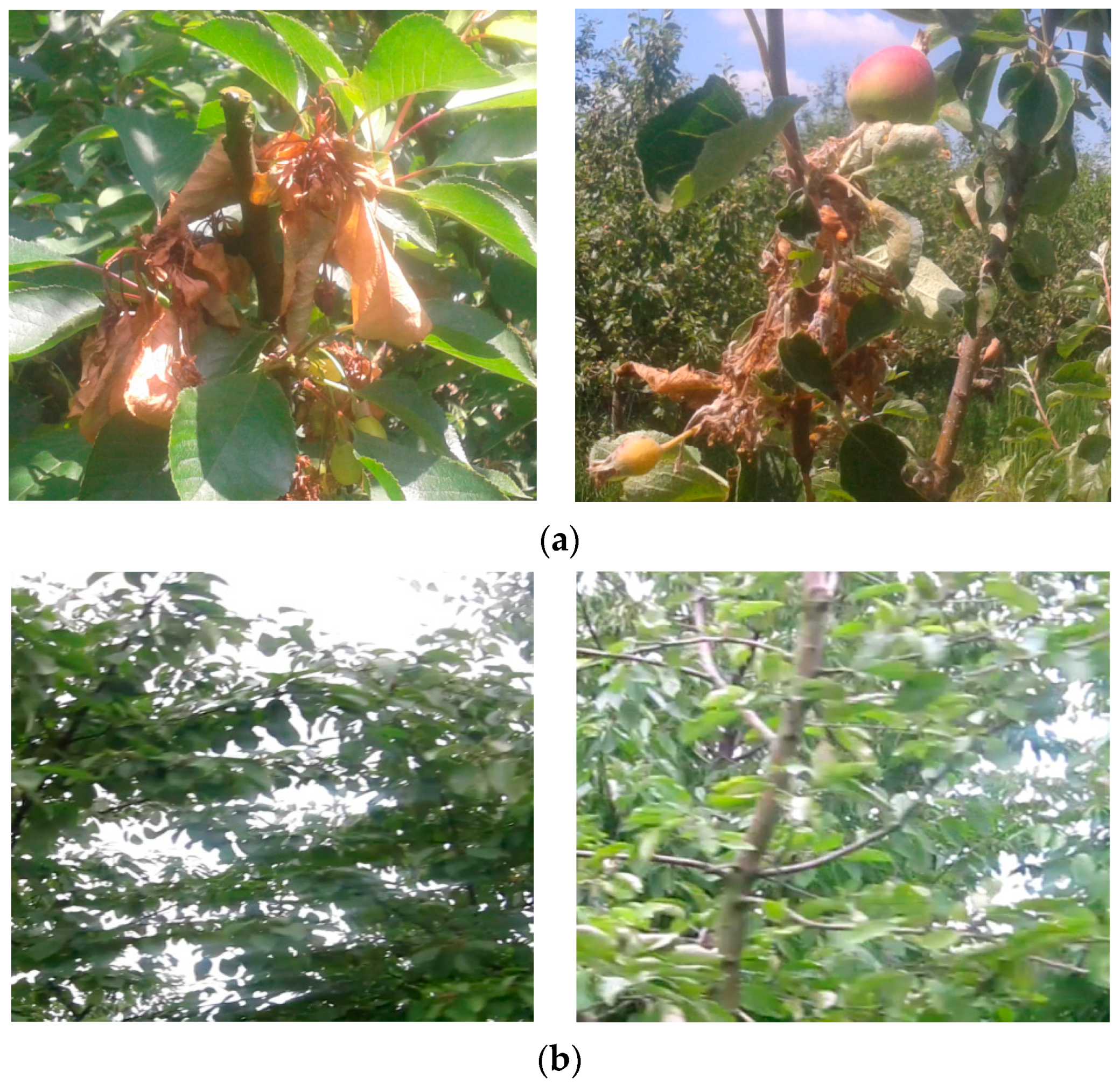 Electronics 13 00494 g012