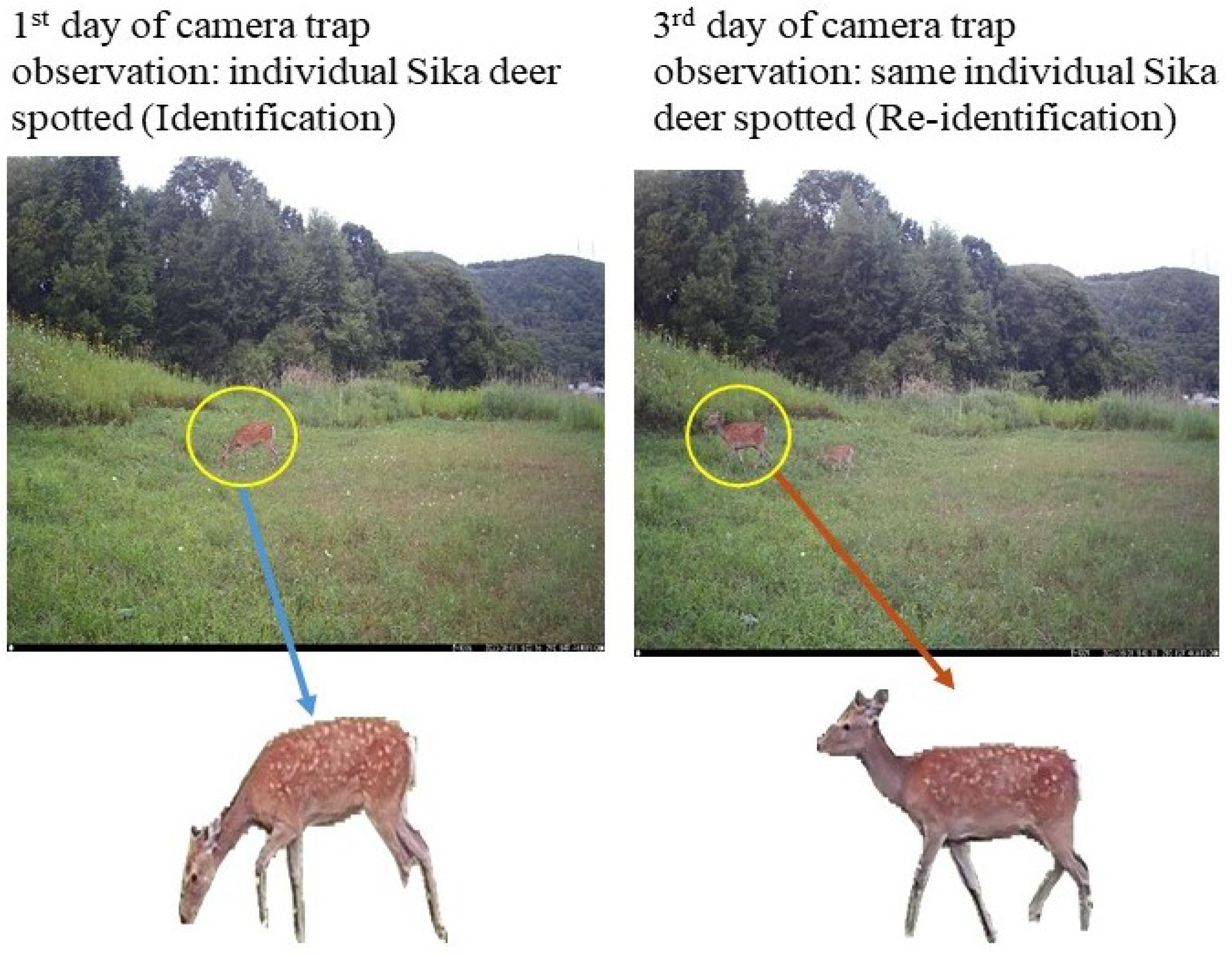 Electronics 13 02067 g001