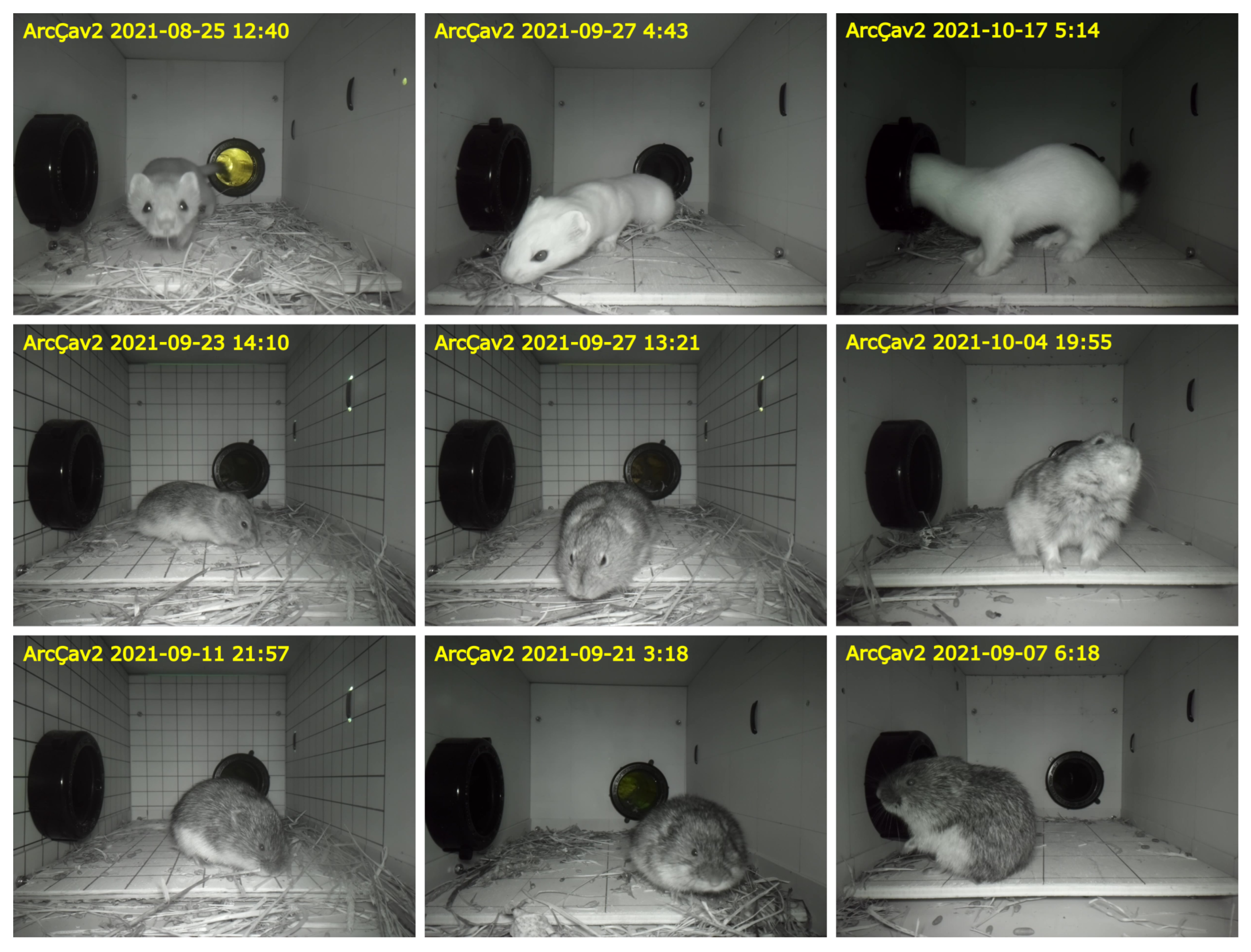 Electronics 13 03254 g011