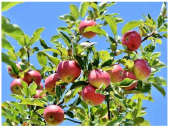 Electronics 13 04541 i006