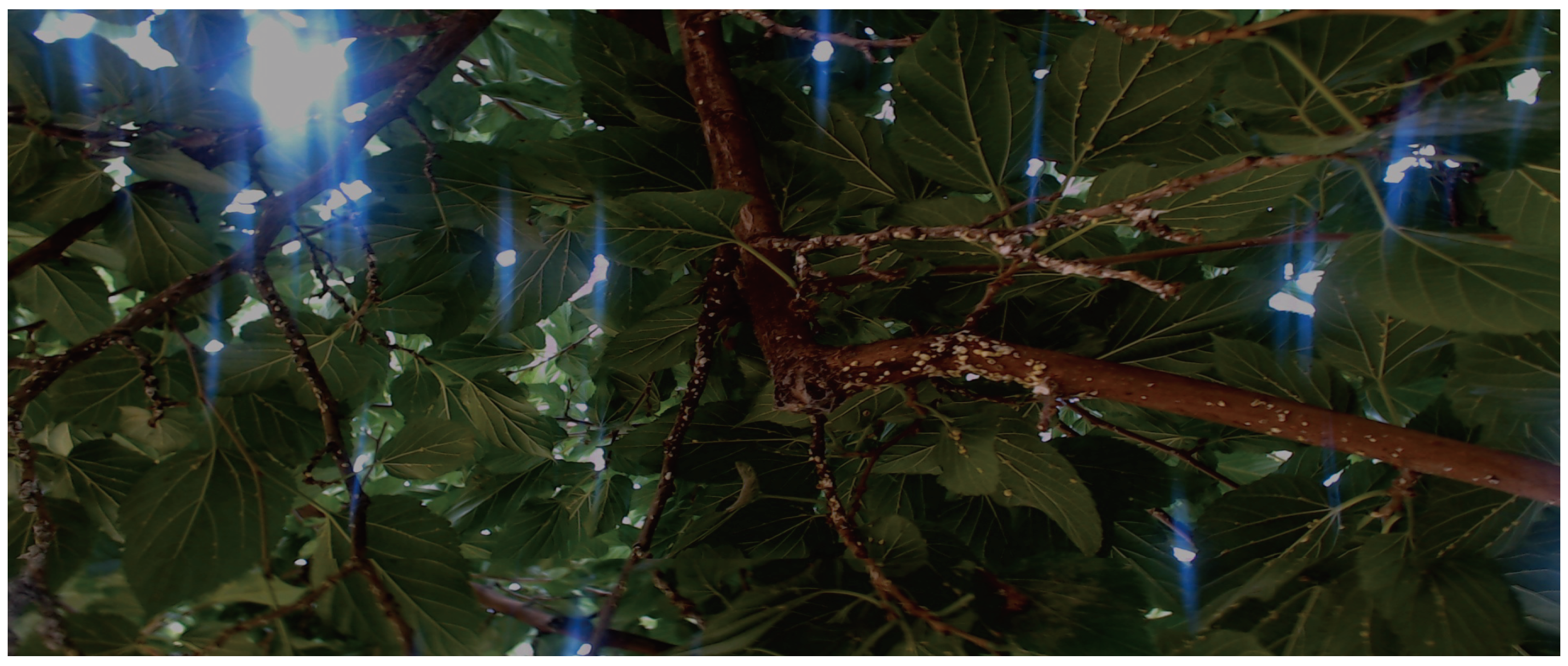 Electronics 13 04863 g004