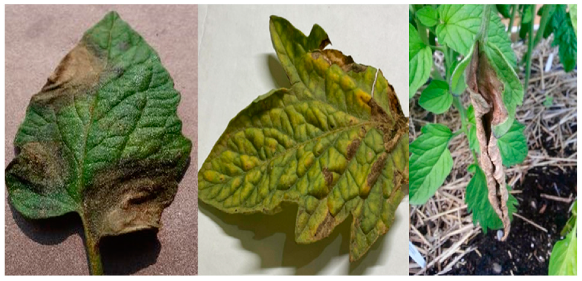 Electronics 13 04942 g001