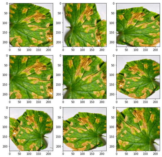 Identification of Plant Diseases in Jordan Using Convolutional Neural ...