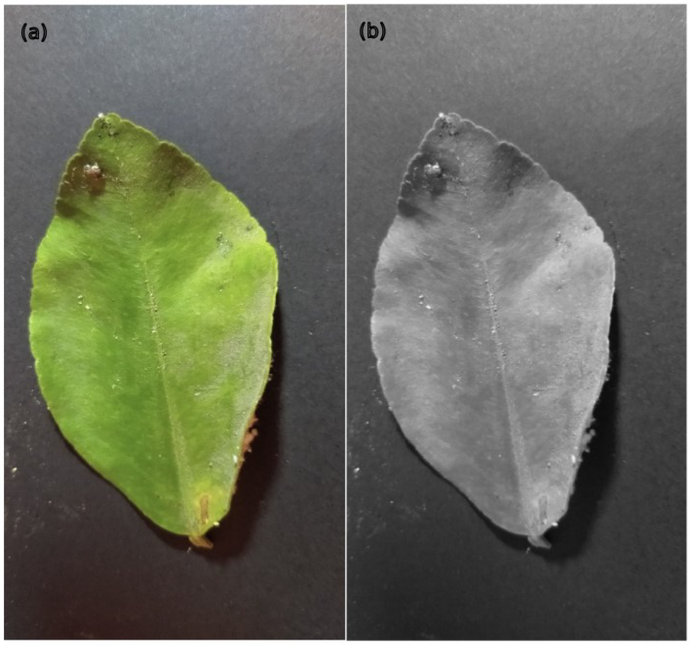 Electronics 14 00358 g006