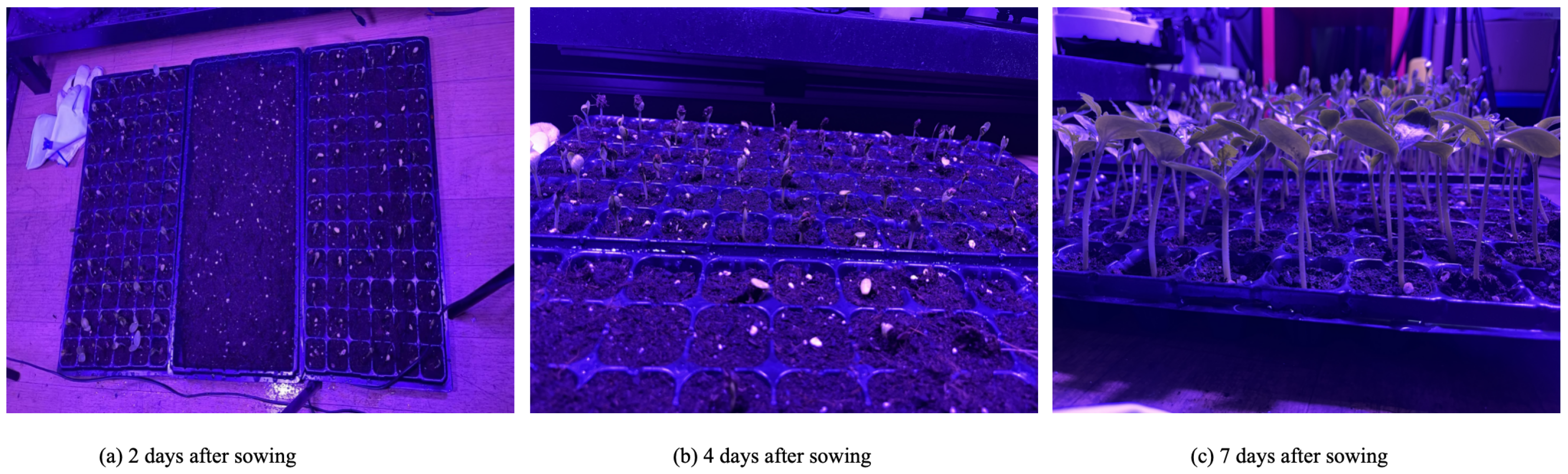 Electronics 14 00620 g001