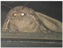 Electronics 14 01682 i003