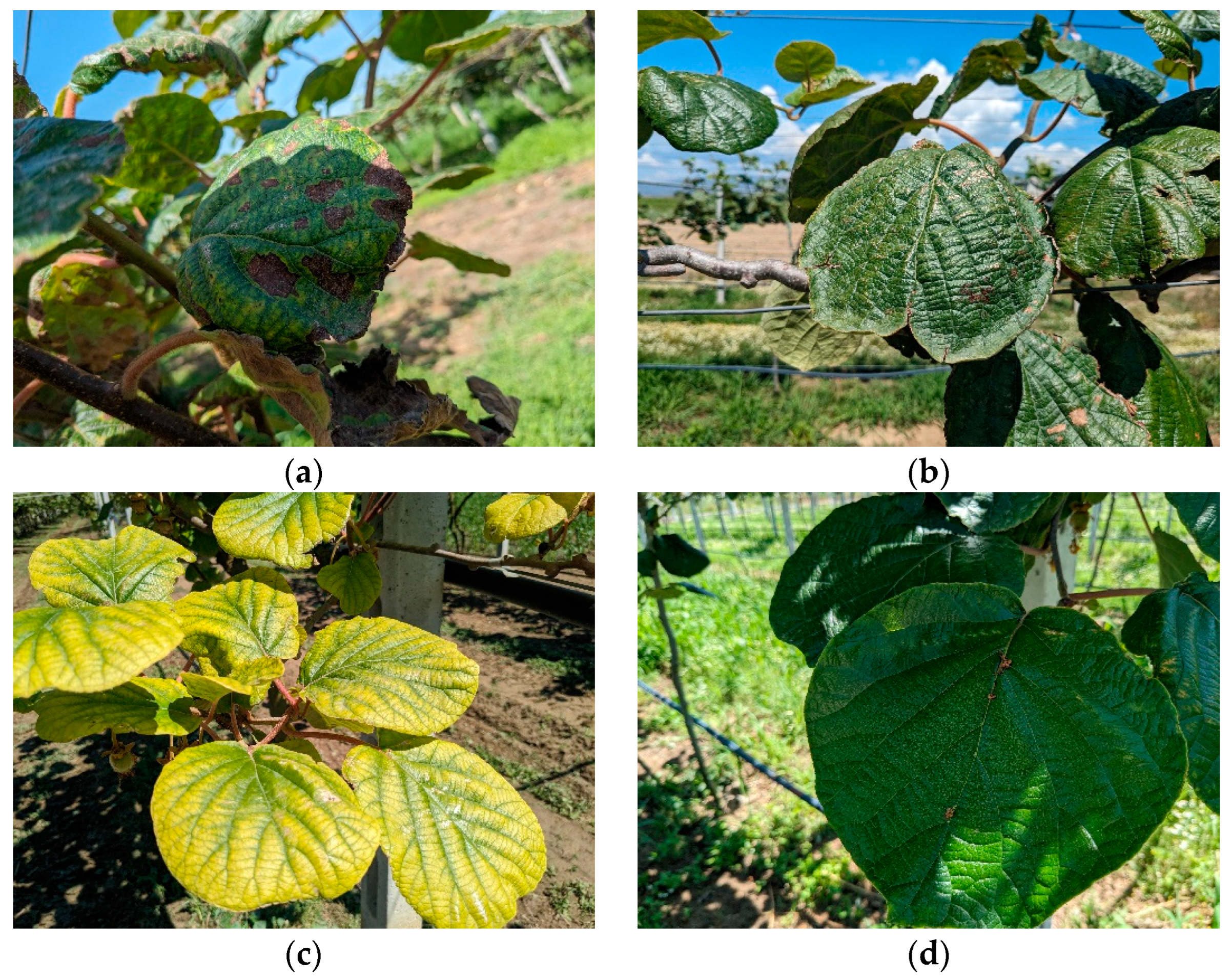 Electronics 14 01705 g002