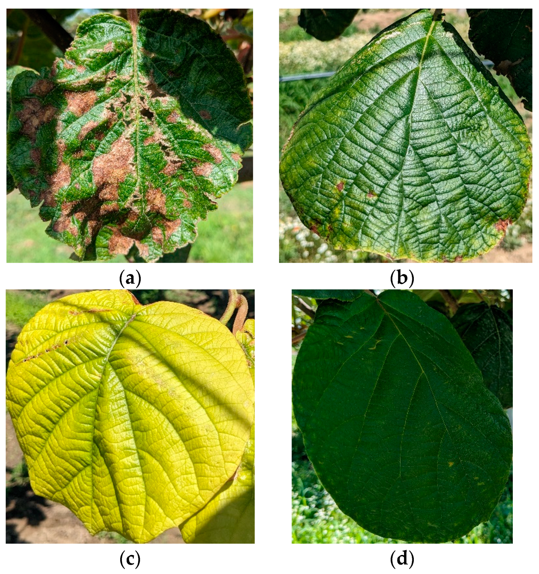 Electronics 14 01705 g004