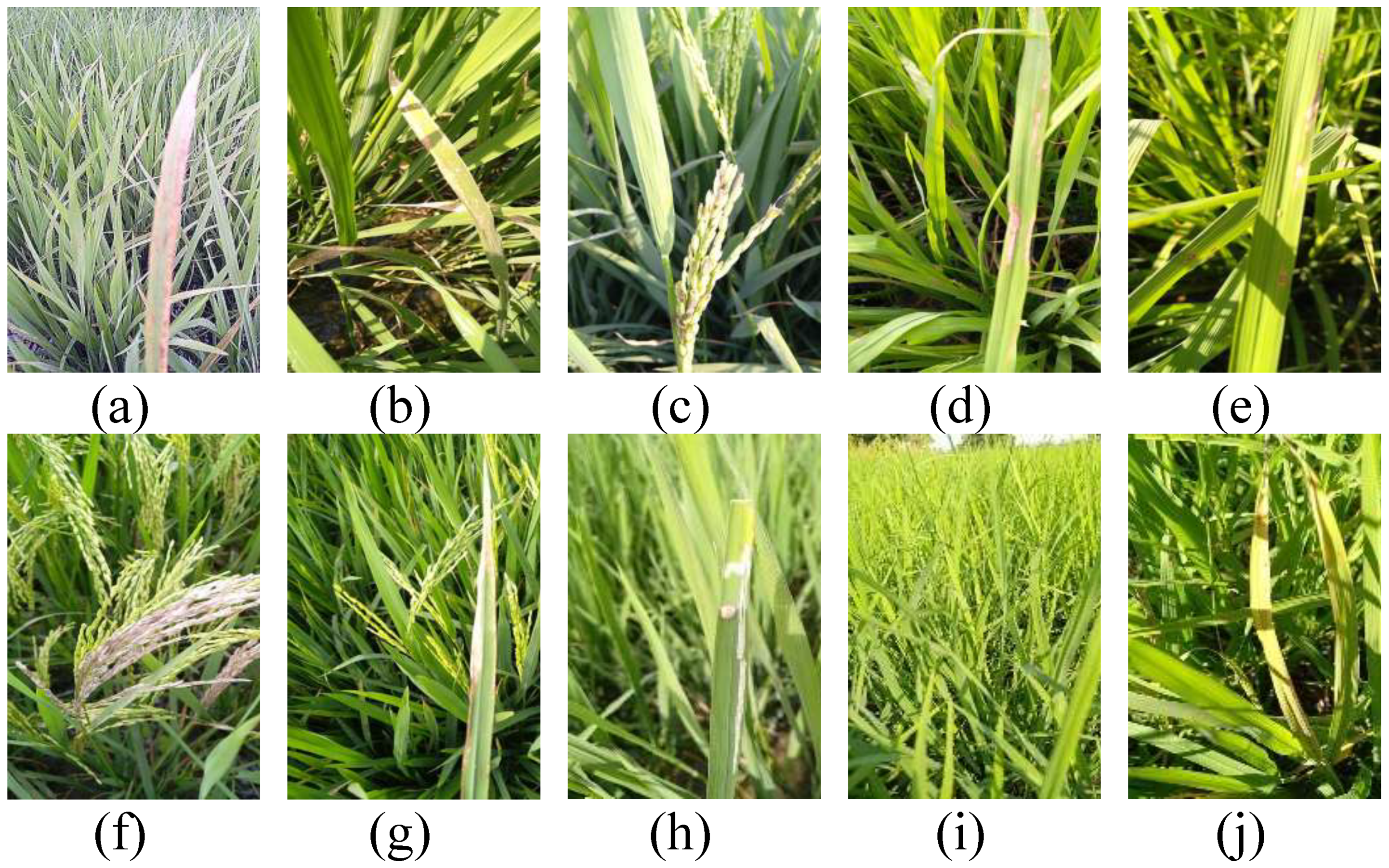 Electronics 14 03331 g005