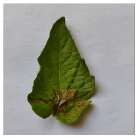 Electronics 14 04762 i001