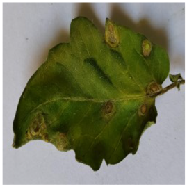 Electronics 14 04762 i005