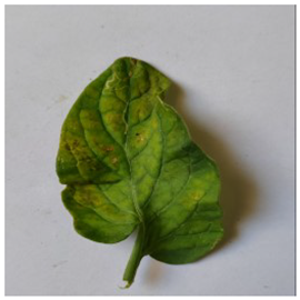 Electronics 14 04762 i009