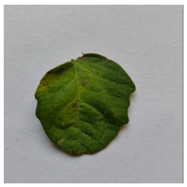 Electronics 14 04762 i013