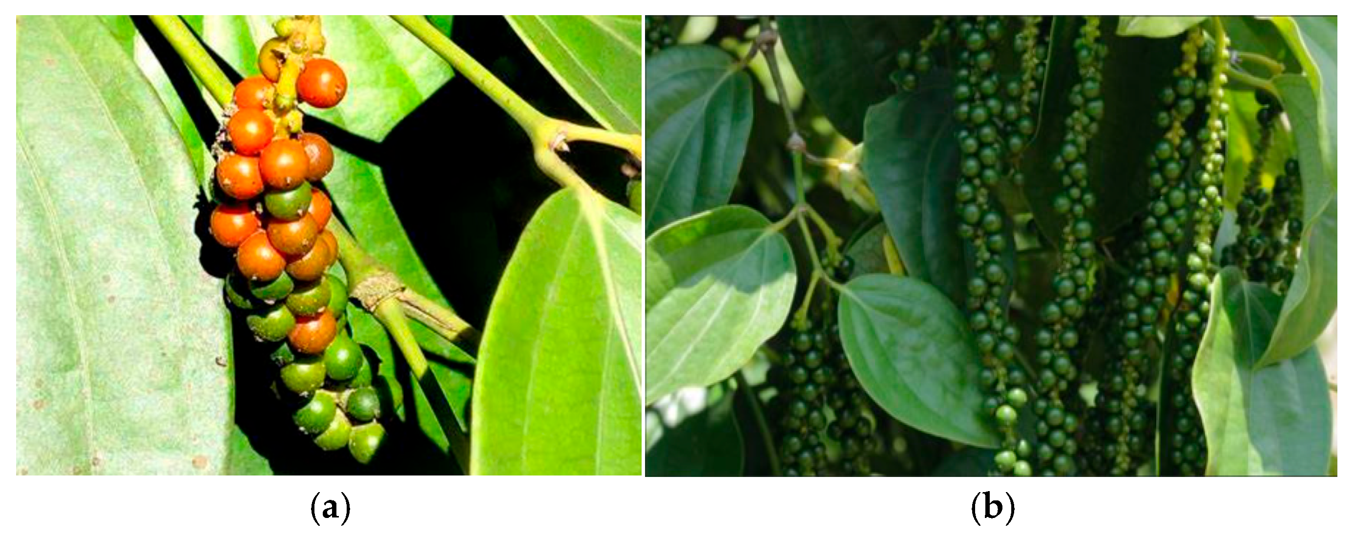 Electronics 14 04795 g001