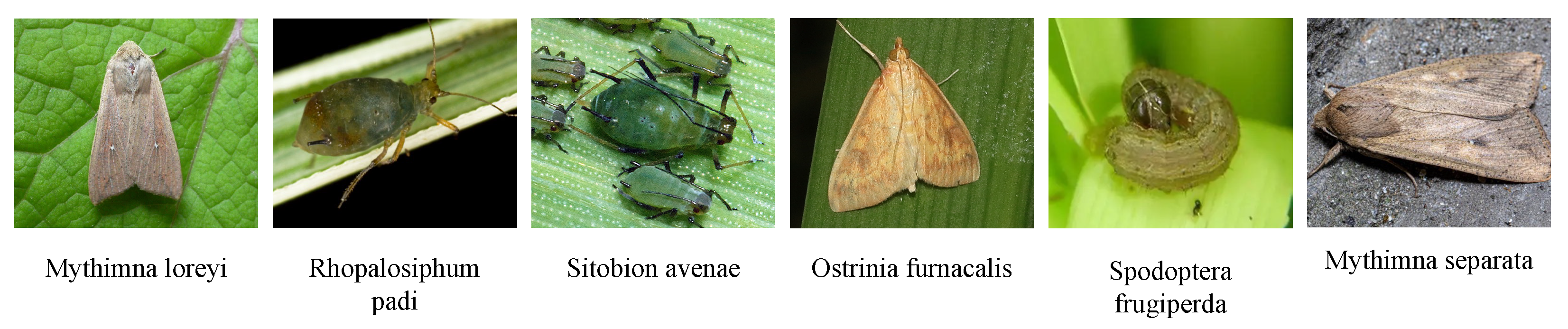 Electronics 15 00356 g001 Electronics 15 00356 g001