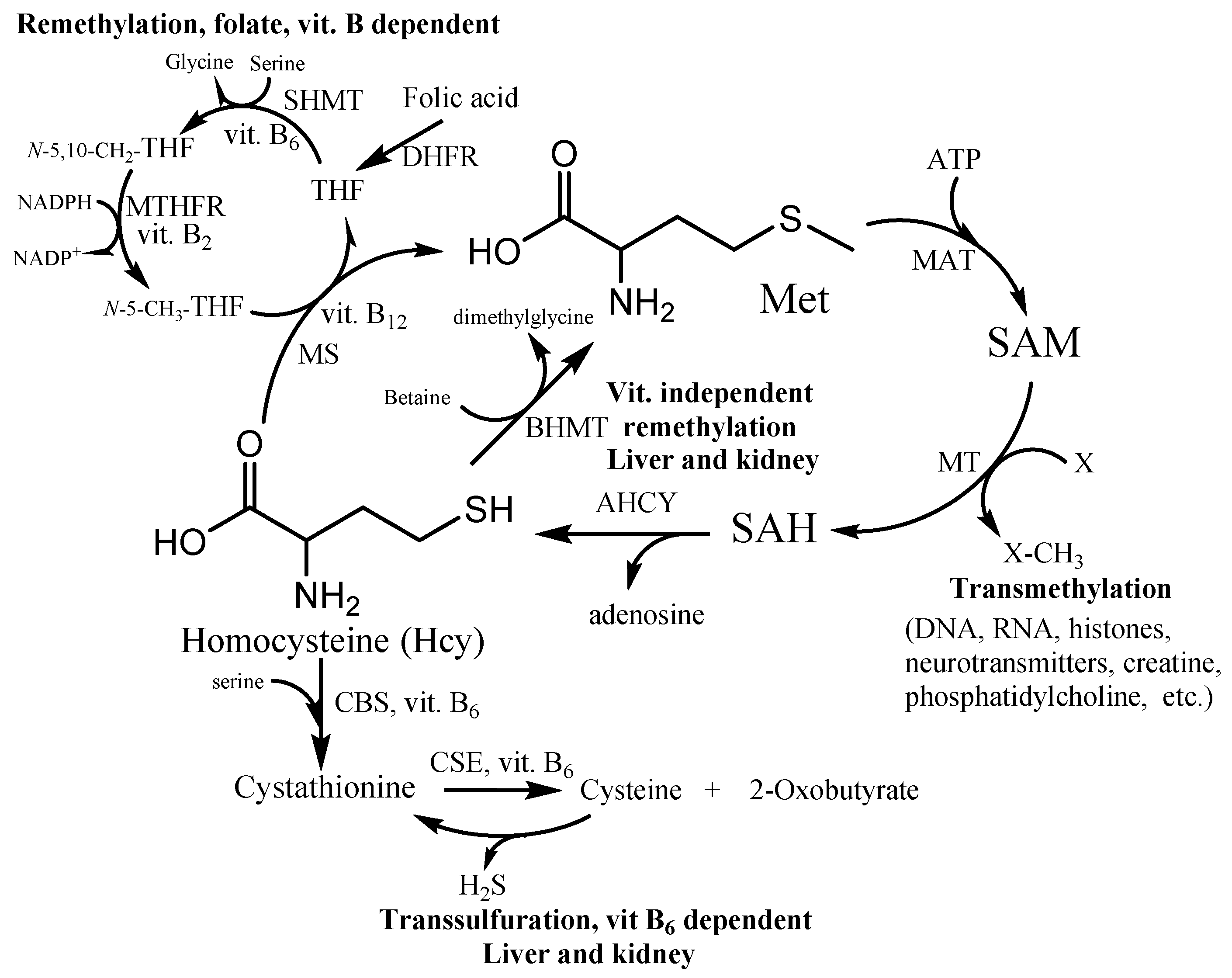 Encyclopedia 01 00037 g001