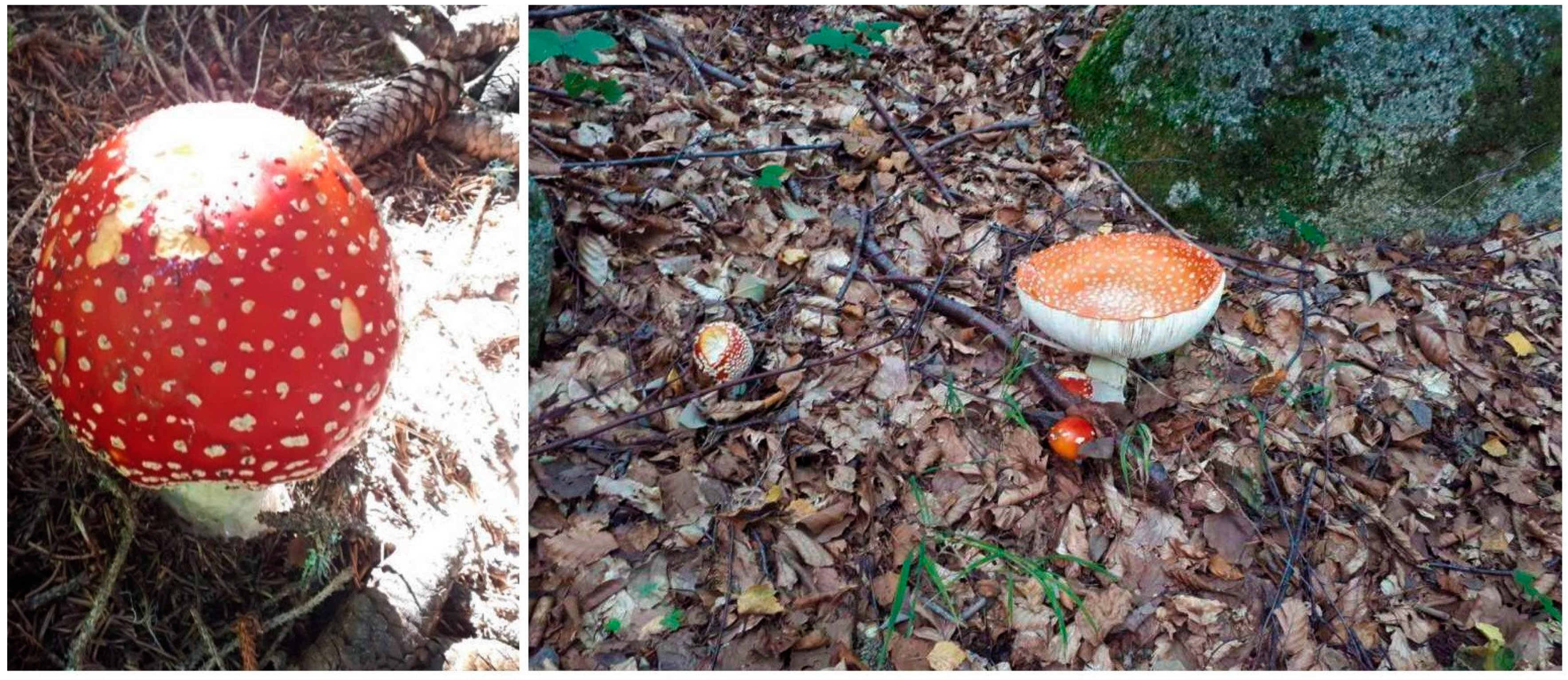 agaric musca din prostatita