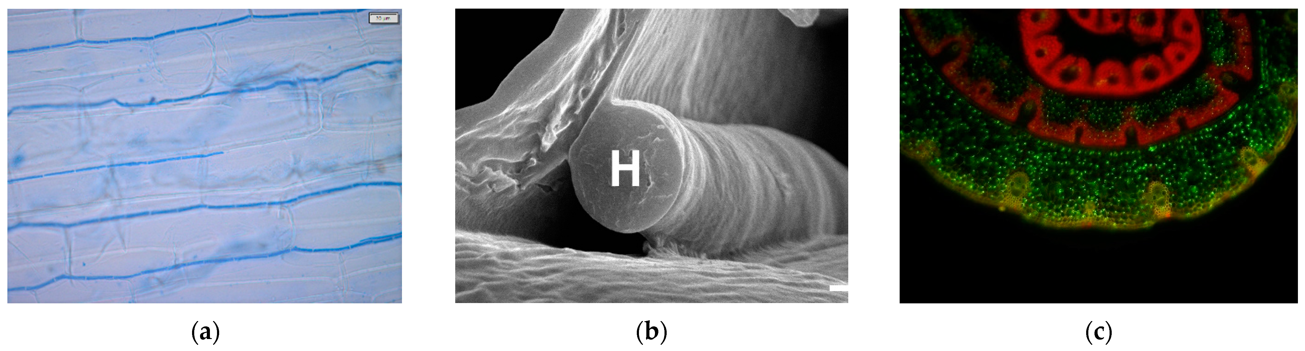 Encyclopedia 01 00083 g002 Encyclopedia 01 00083 g002