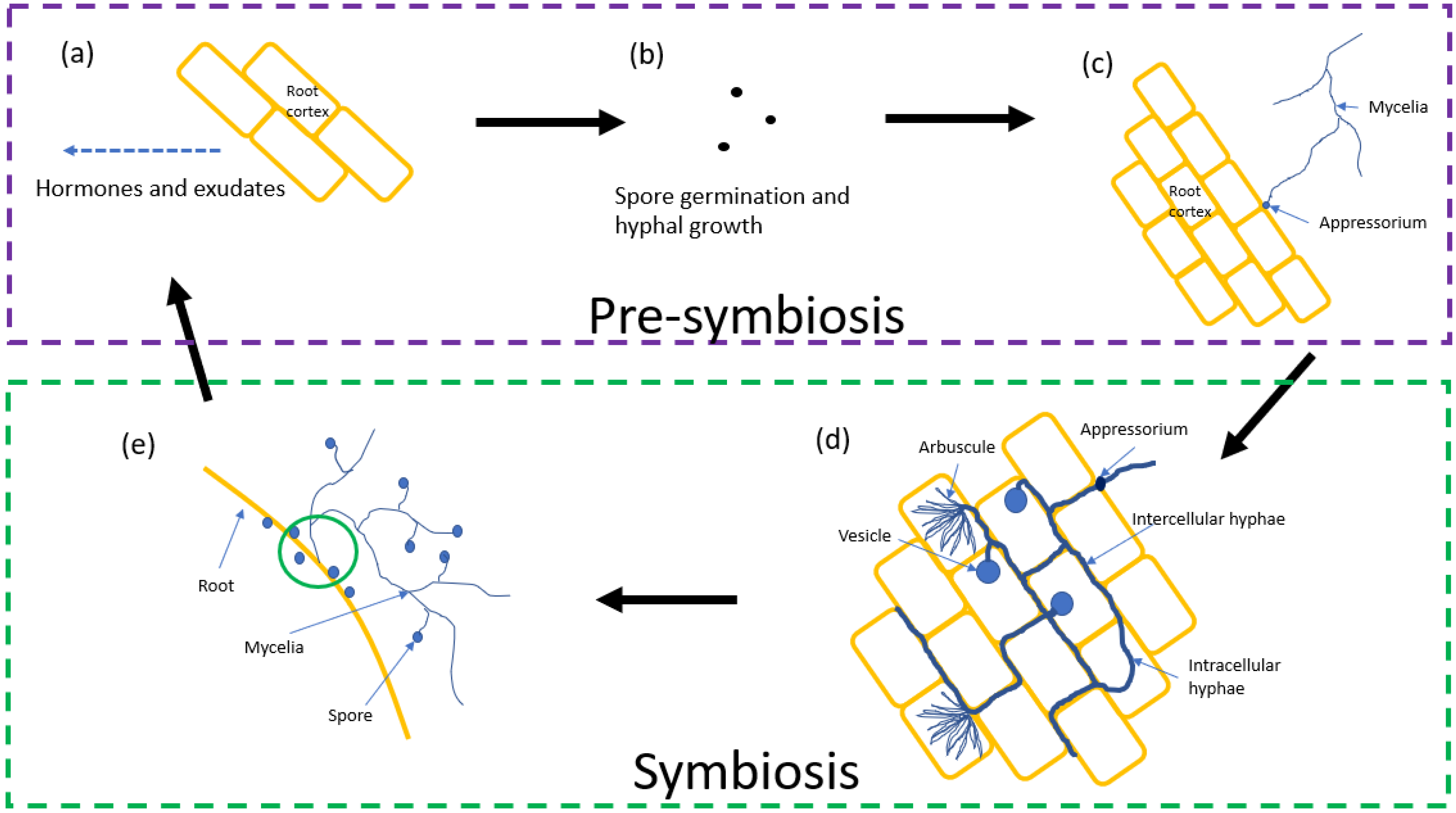 Mycorrhizas across scales: a journey between genomics, global