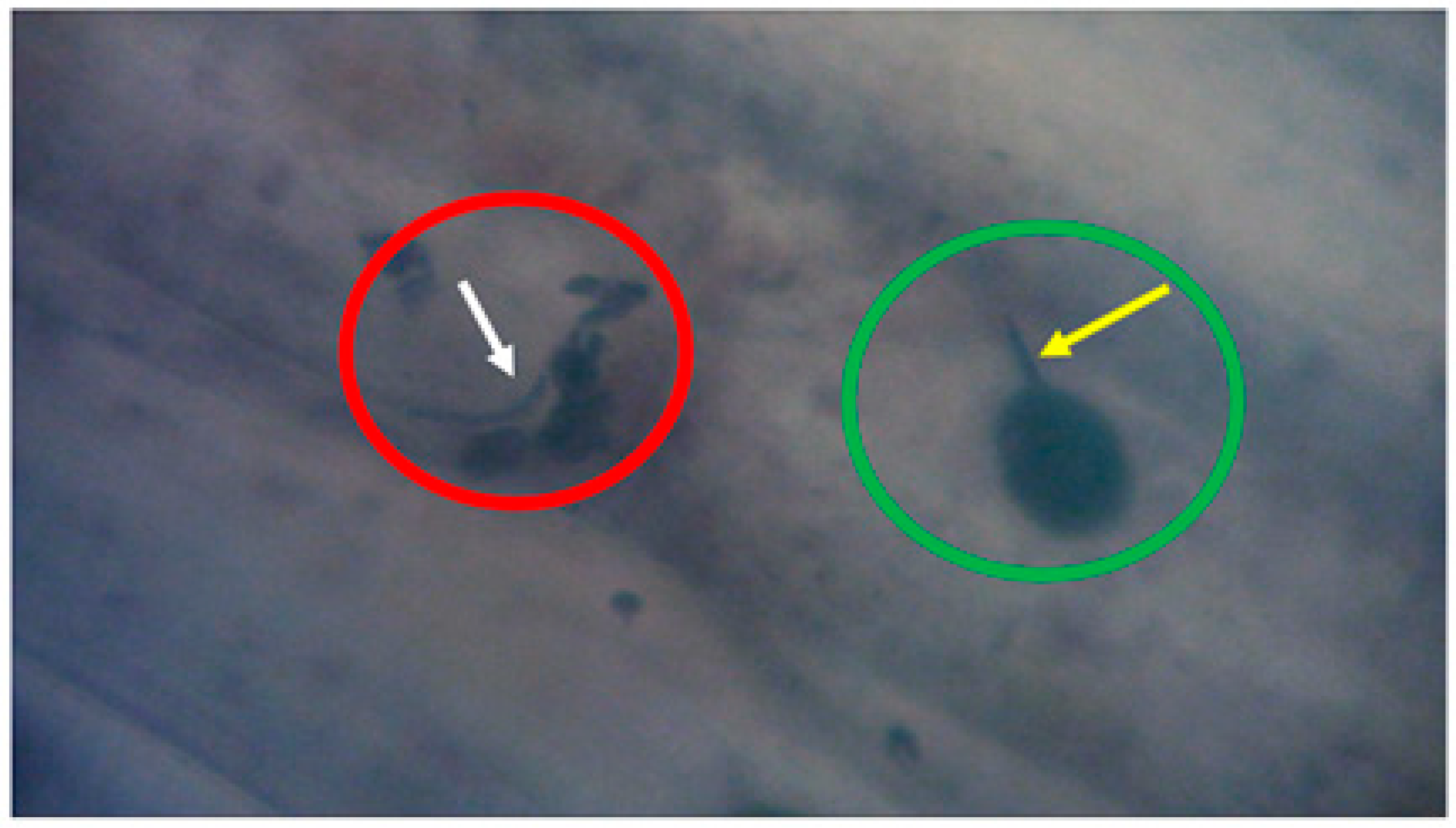 Encyclopedia 01 00085 g002