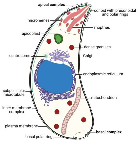 Encyclopedia | Free Full-Text | The Apicomplexan Parasite Toxoplasma gondii