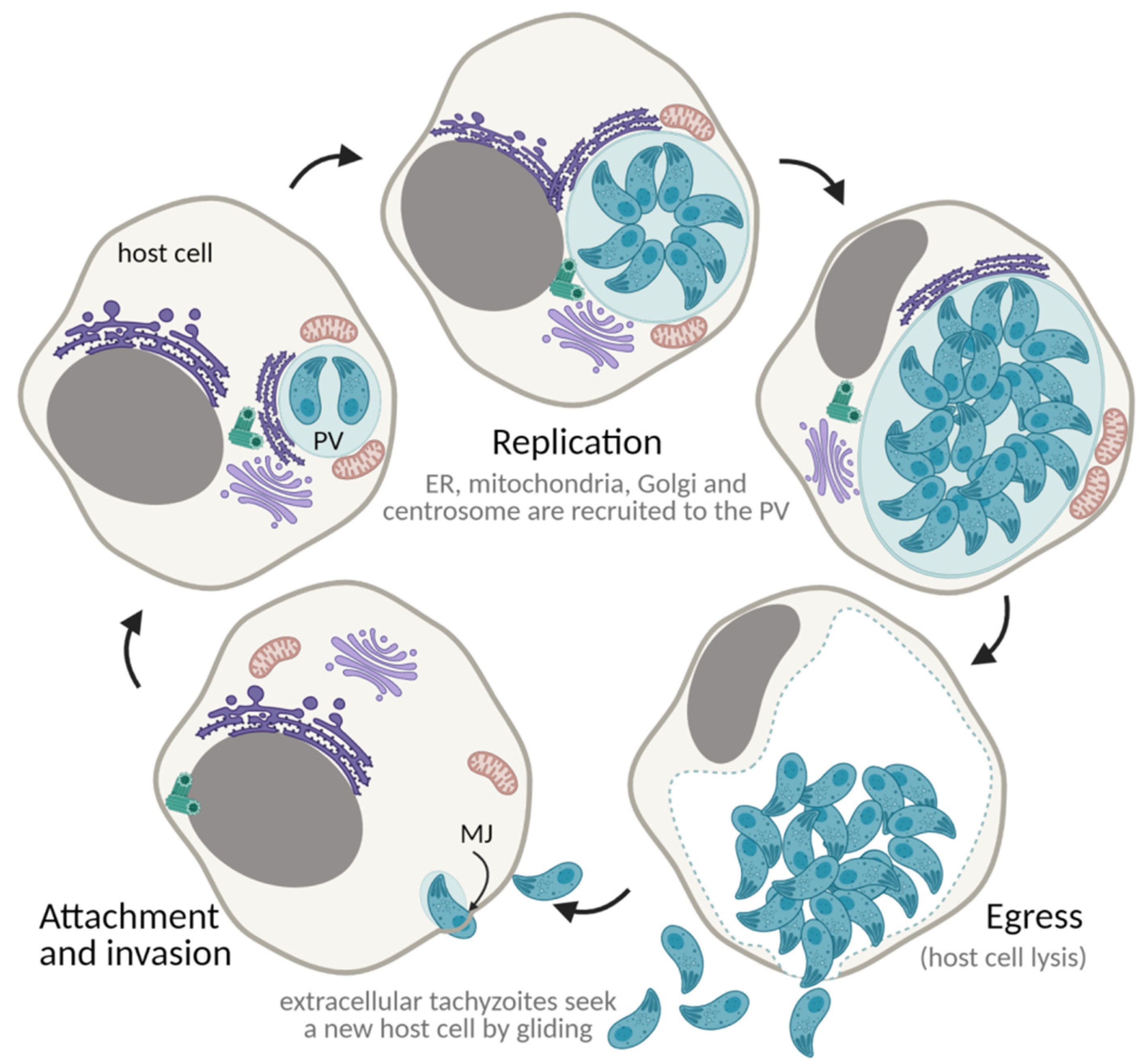 Encyclopedia 02 00012 g006