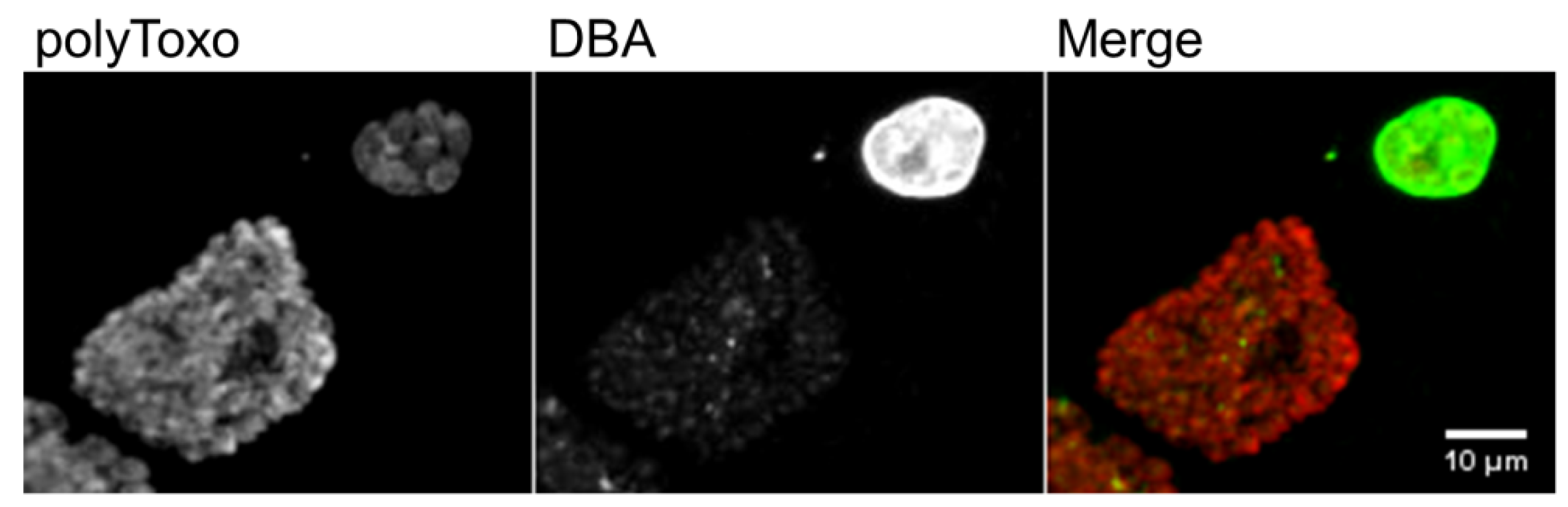 Encyclopedia 02 00012 g007