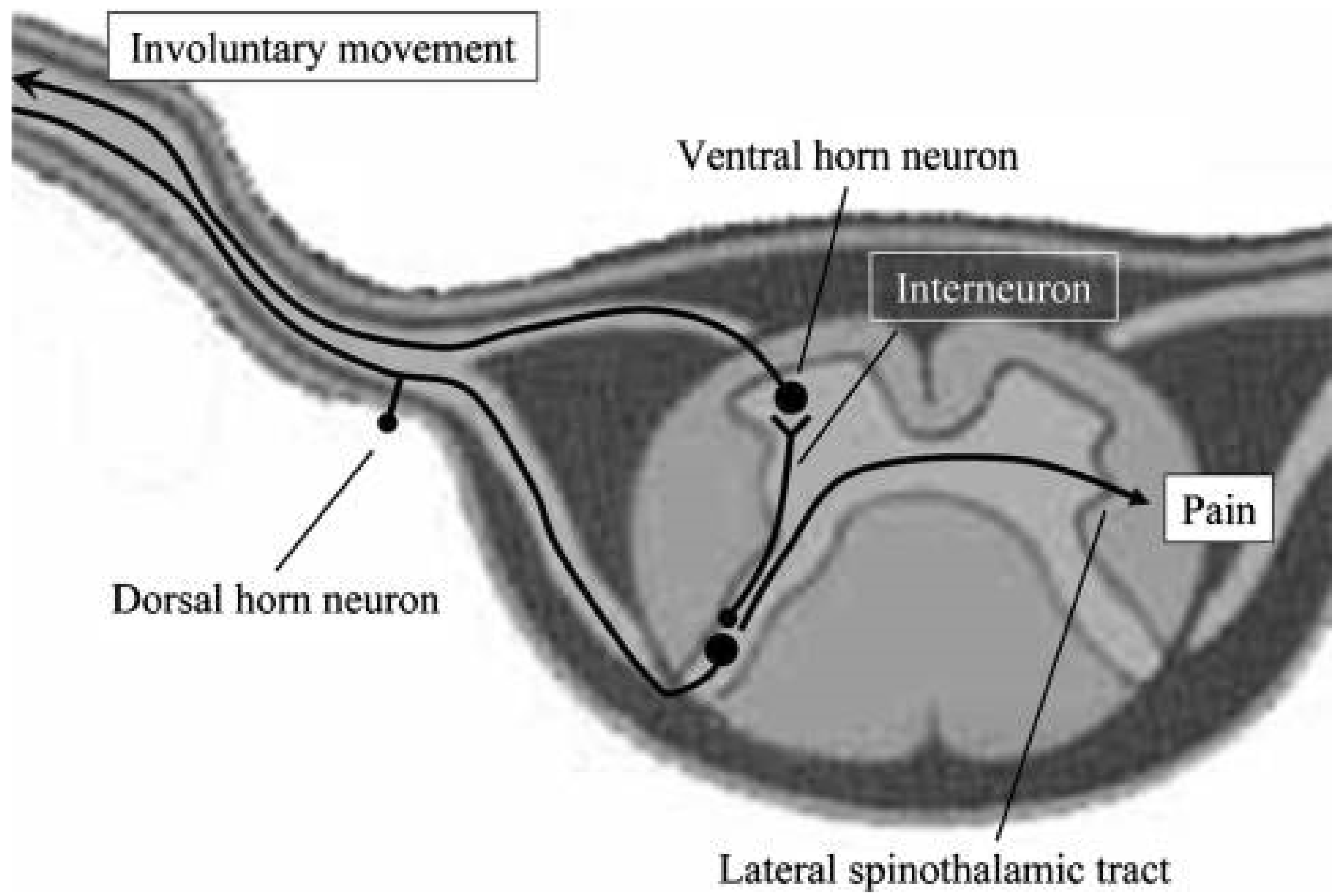 Encyclopedia 02 00020 g001 Encyclopedia 02 00020 g001