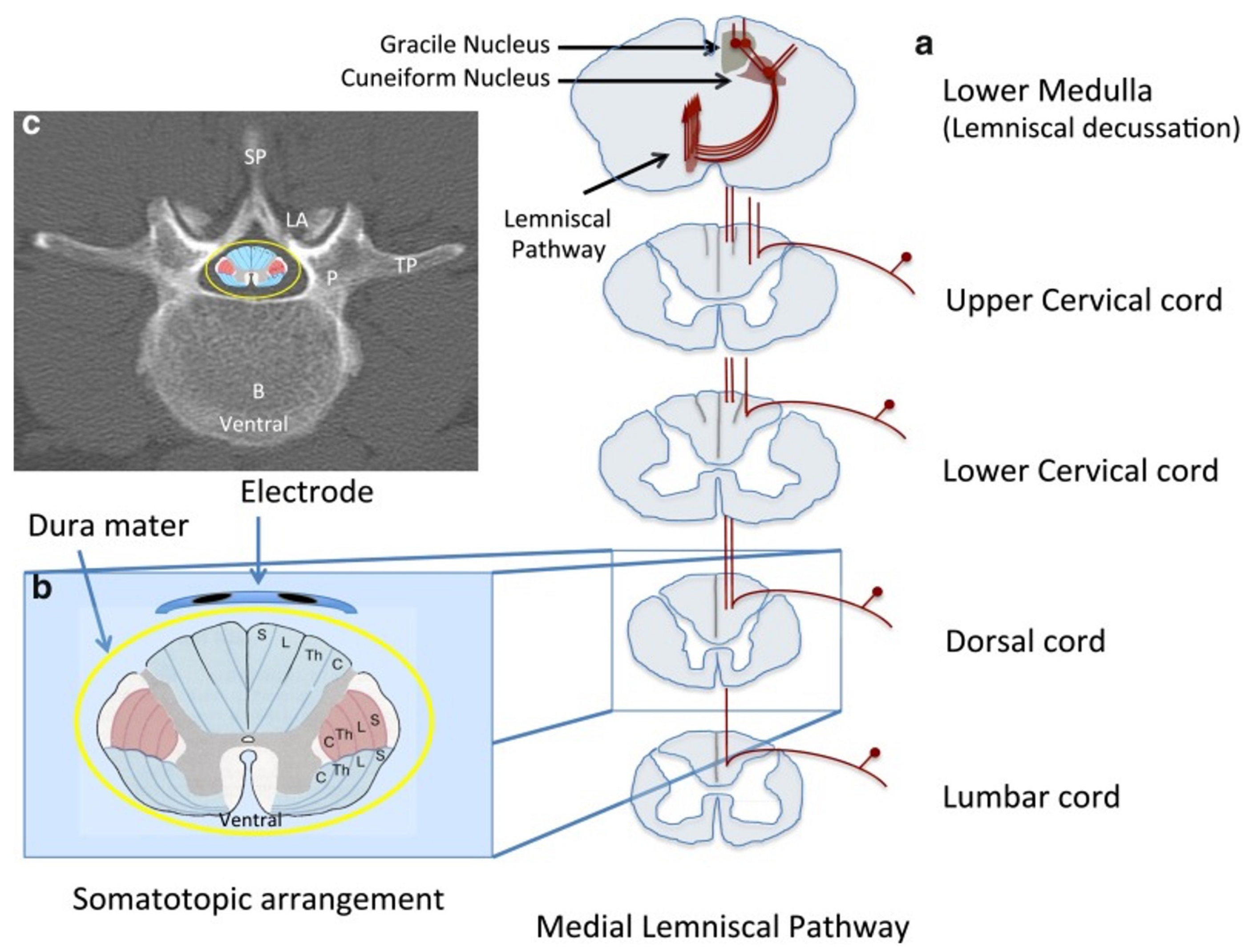 Encyclopedia 02 00020 g002 Encyclopedia 02 00020 g002