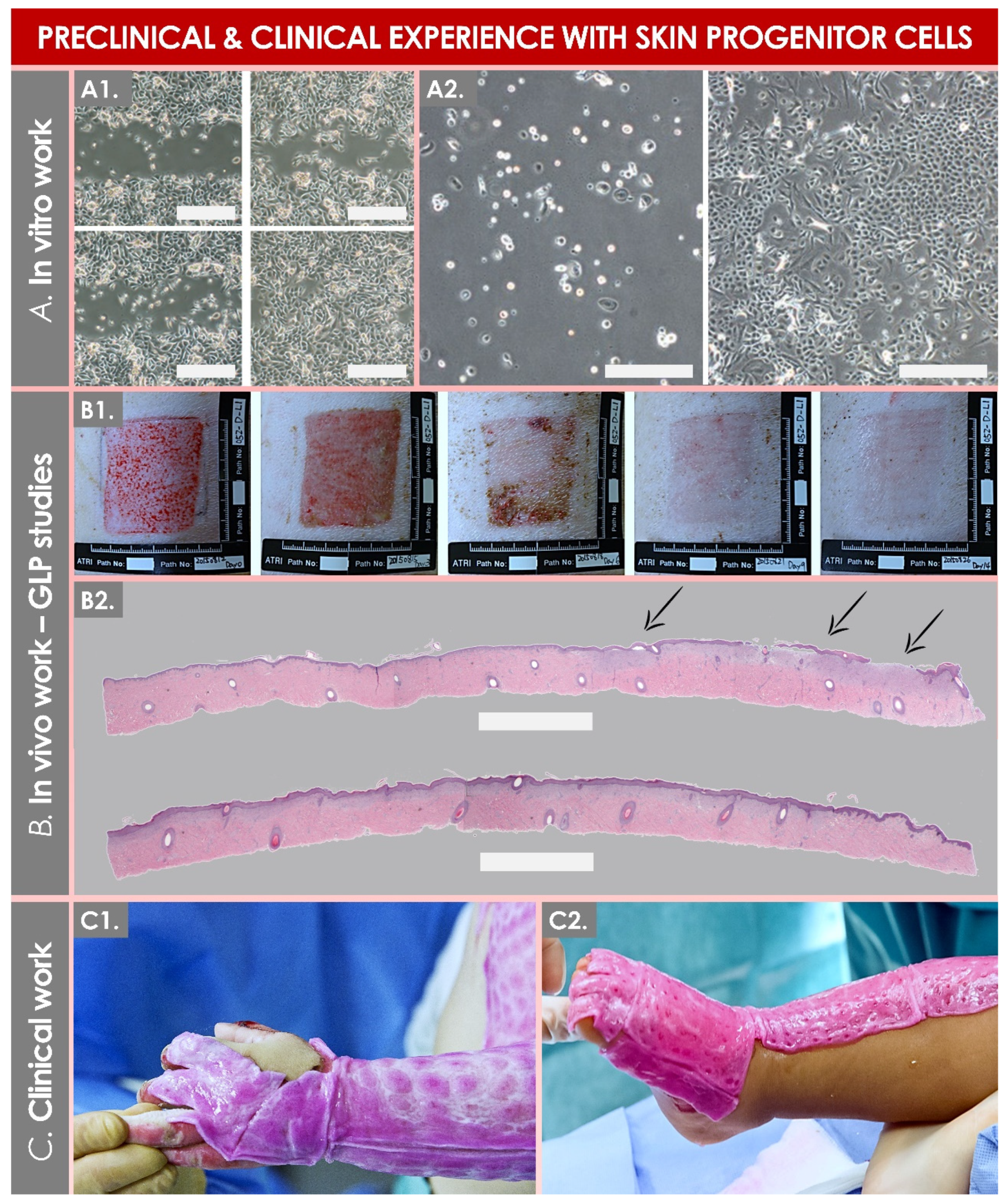 Encyclopedia 02 00021 g005