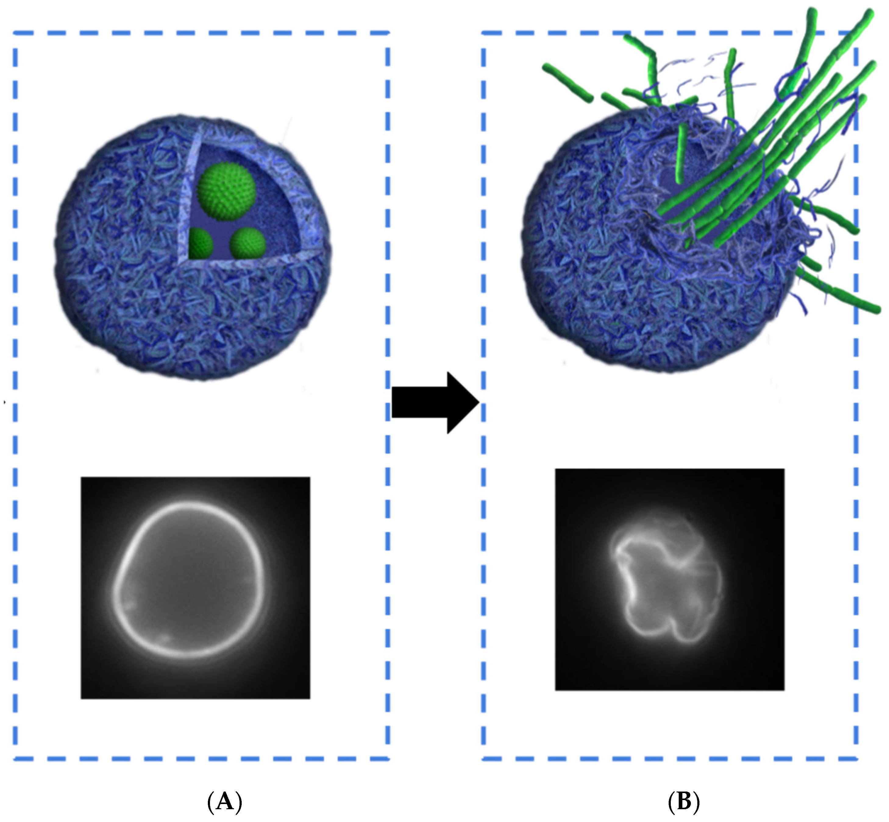Encyclopedia 02 00026 g002 550