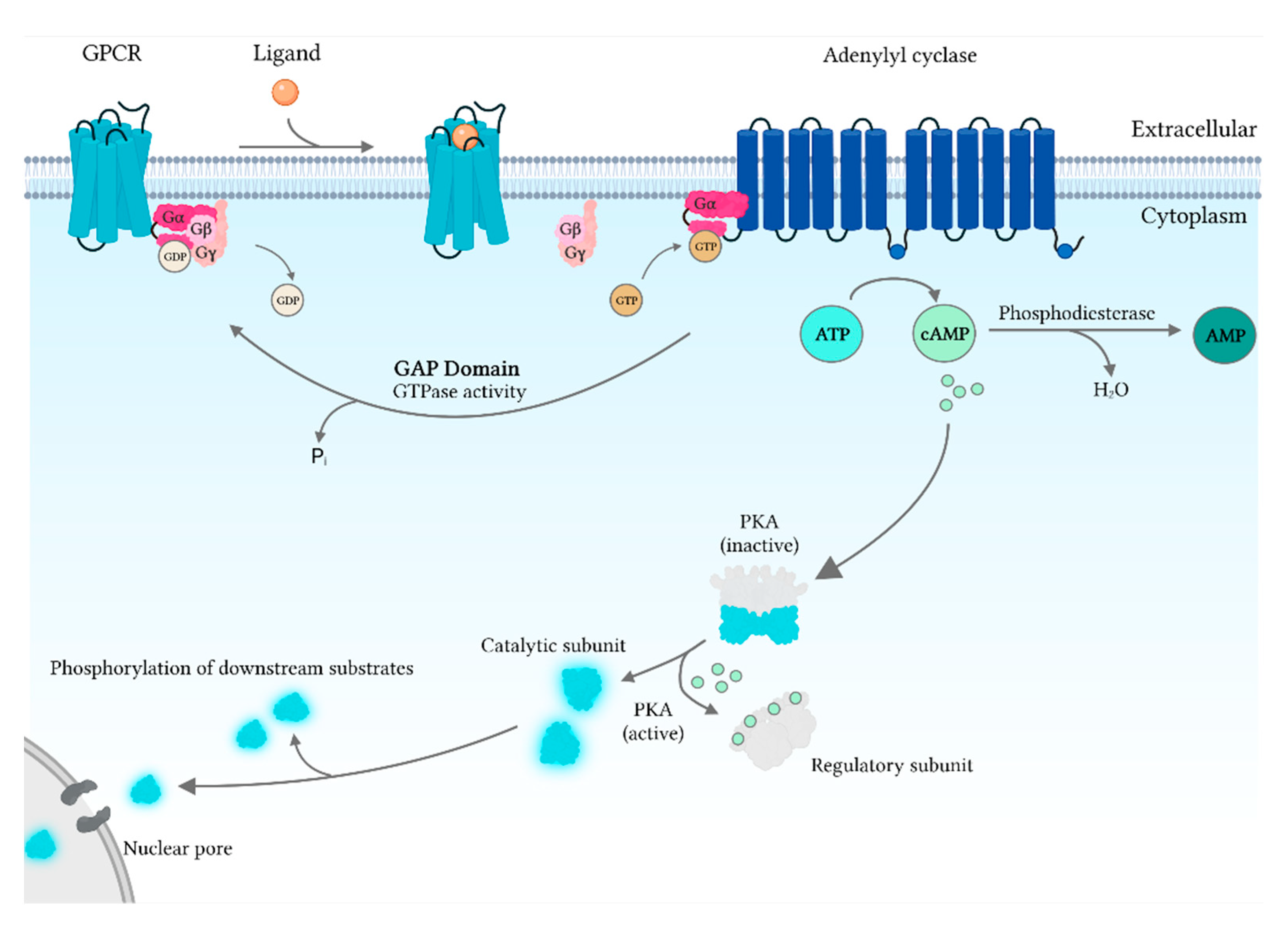 Encyclopedia 02 00055 g002