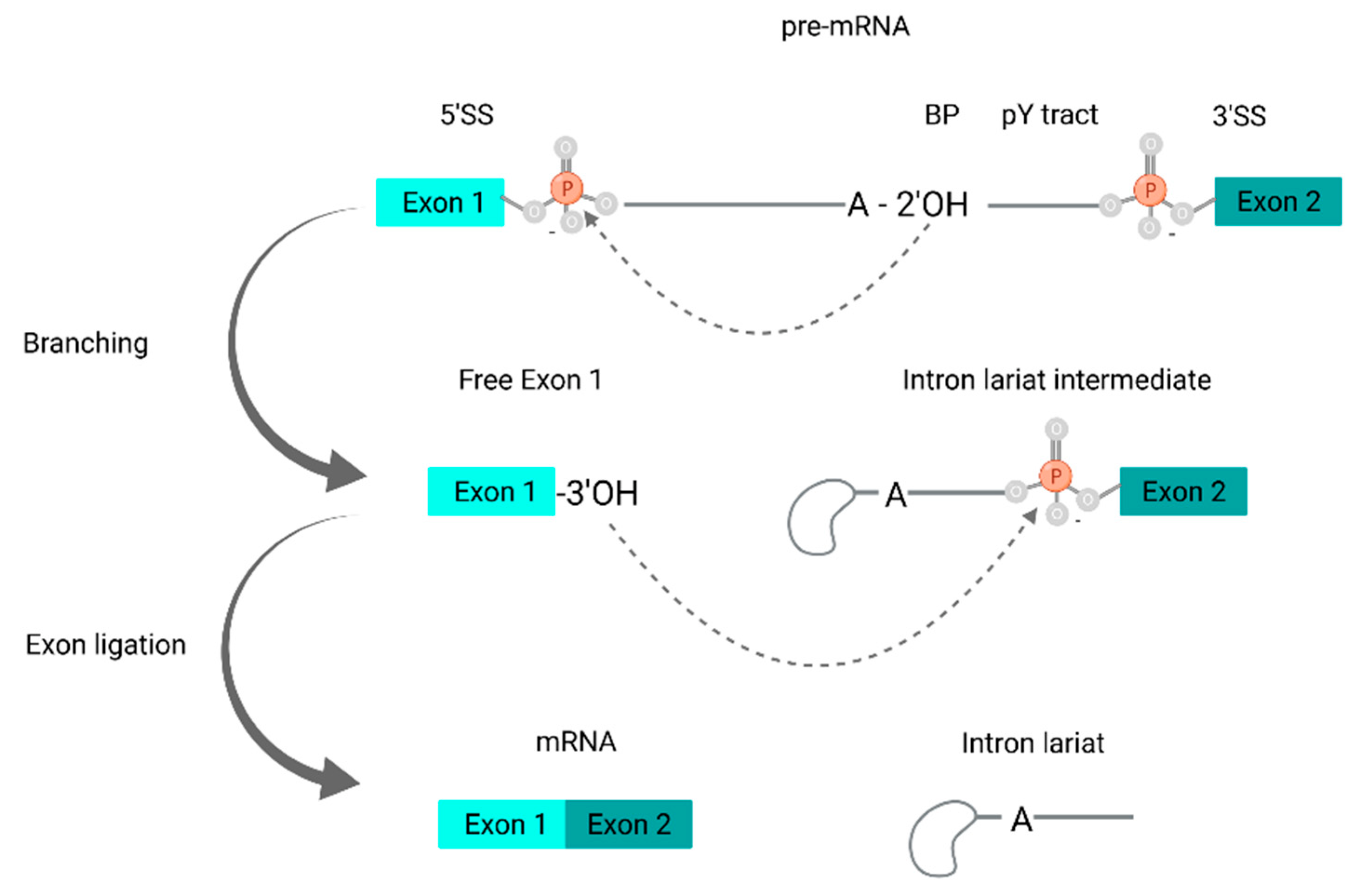 Encyclopedia 02 00055 g003