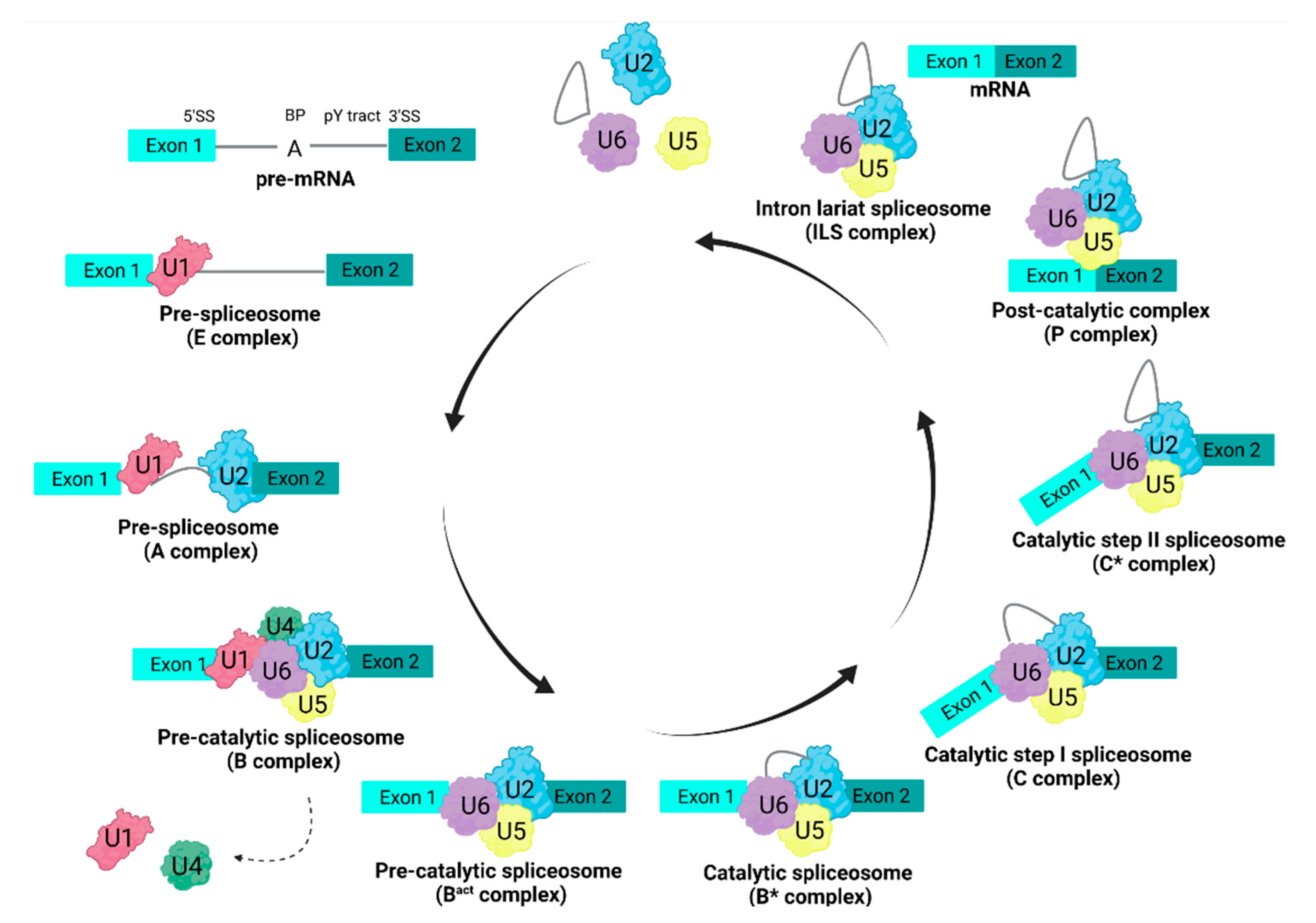 Encyclopedia 02 00055 g004
