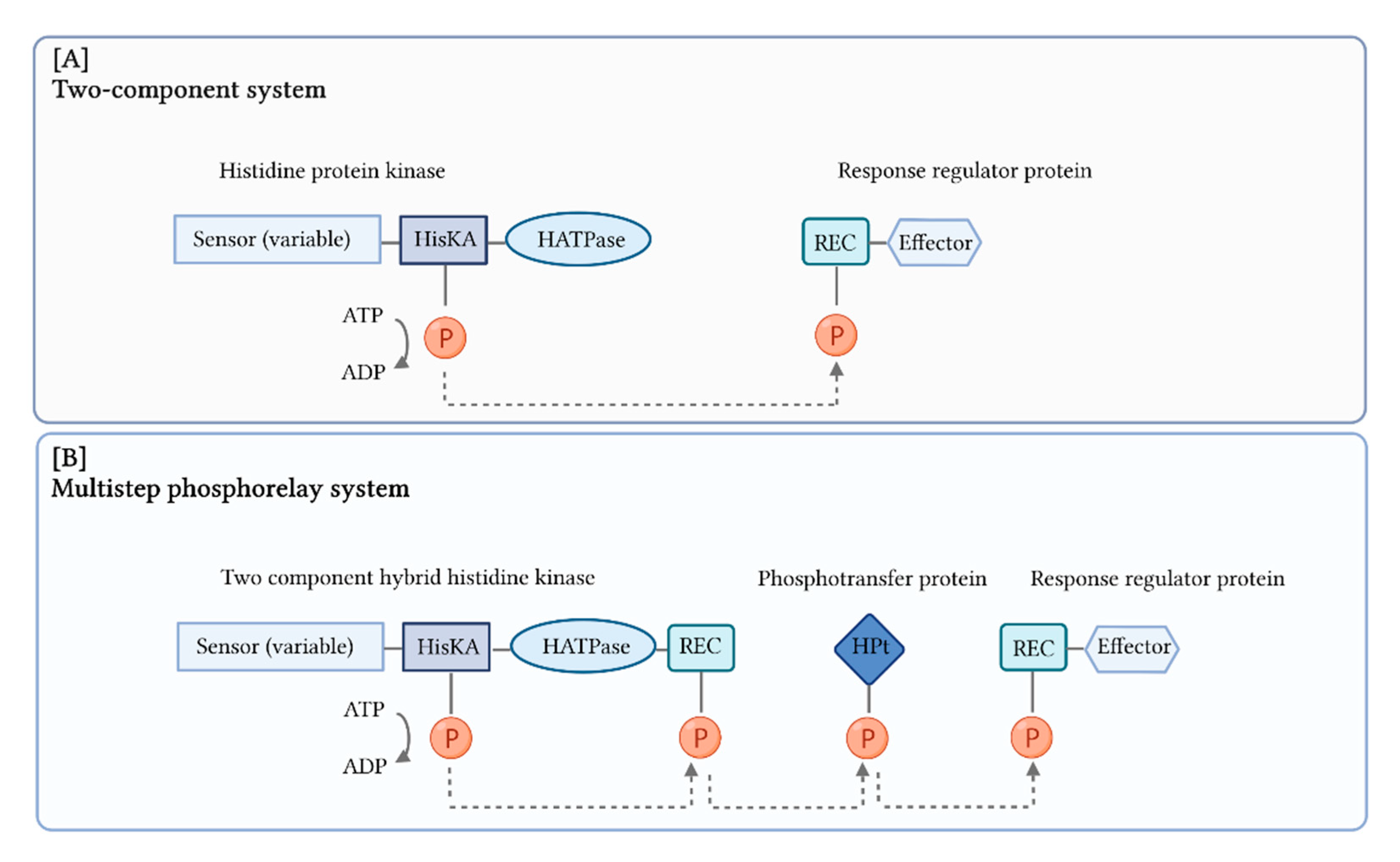 Encyclopedia 02 00055 g006